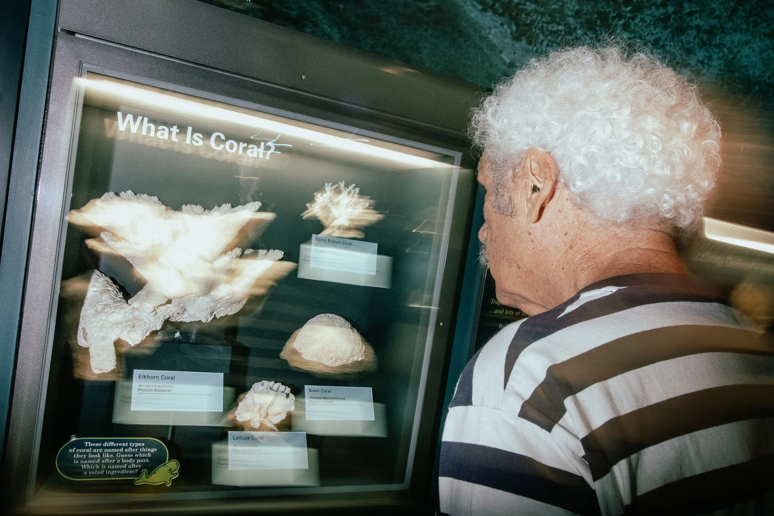 An elderly person with curly white hair looking at a display case of coral specimens with labels, including 'Ekhorn Coral', 'Brain Coral', and 'Lettuce Coral'. The display questions if coral is named after a body part or a salad ingredient.