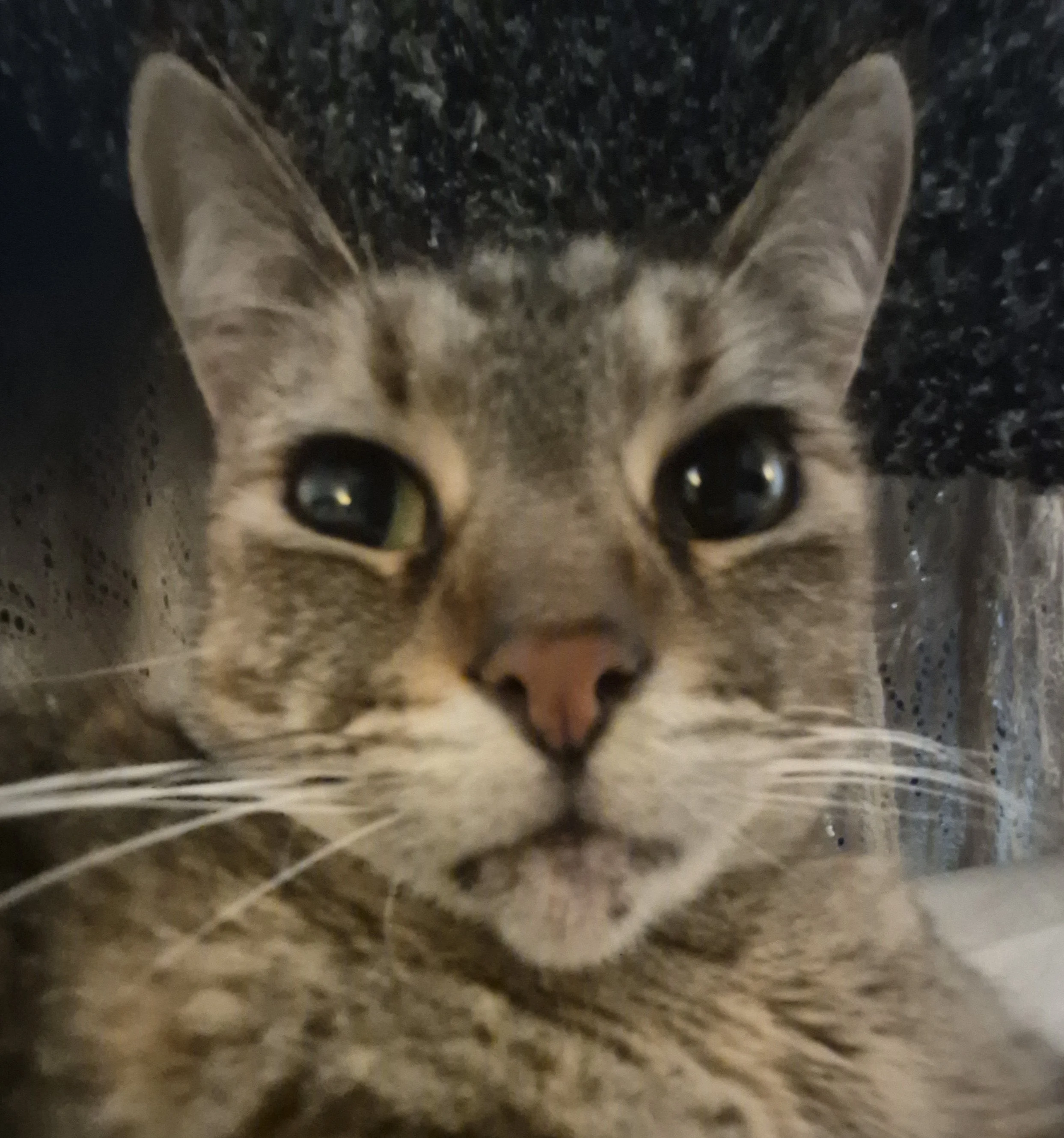Close-up of a young tabby cat's face with large, expressive eyes, on a dark speckled surface.