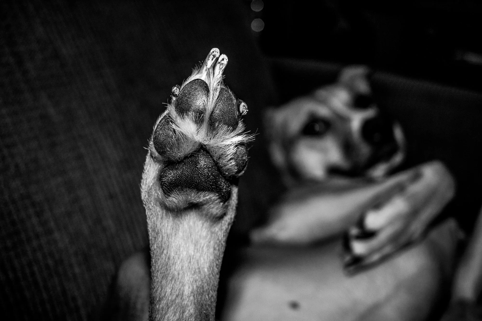 Close-up of a dog's nose and mouth, with the dog lying on its back on a blanket.