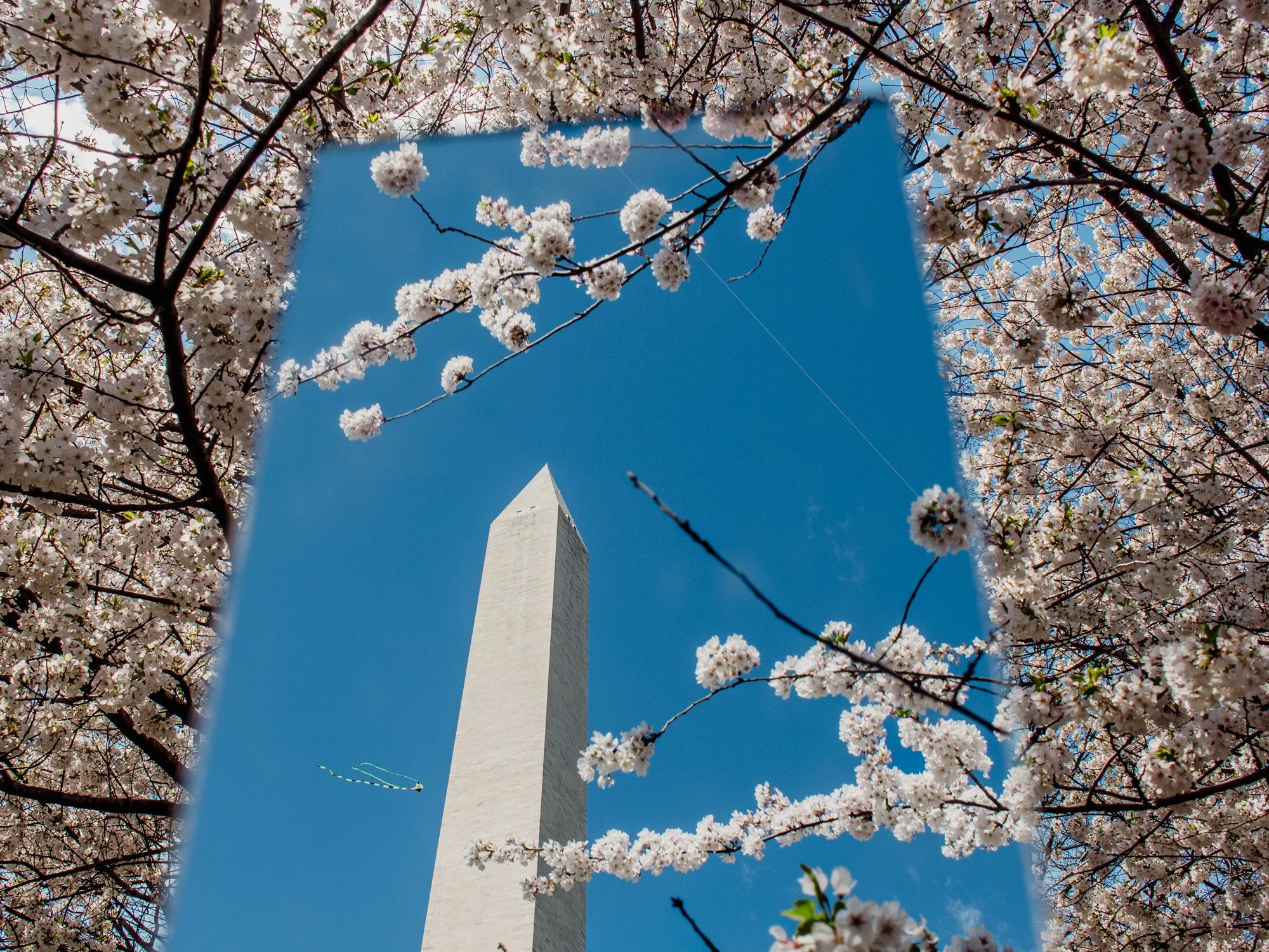A view of cherry blossoms in full bloom surrounding the Washington Monument, with a bright blue sky in the background, seen through a broken mirror reflecting part of the scene.
