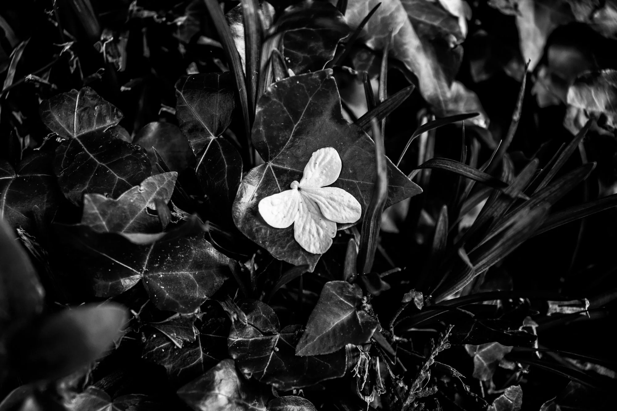 Black and white close-up of leaves and a flower in the center surrounded by dense foliage.