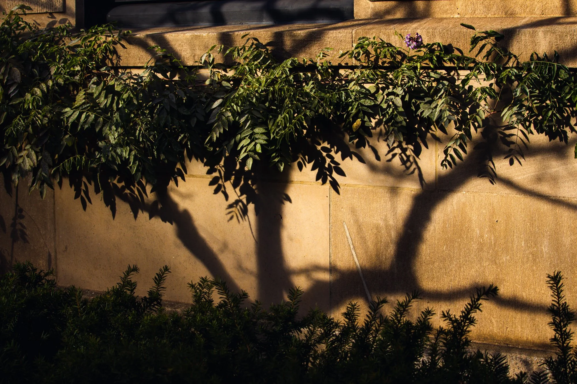 Sunlight casts shadows of plants and a tree on a stone wall and steps, with some purple flowers visible on the plants.