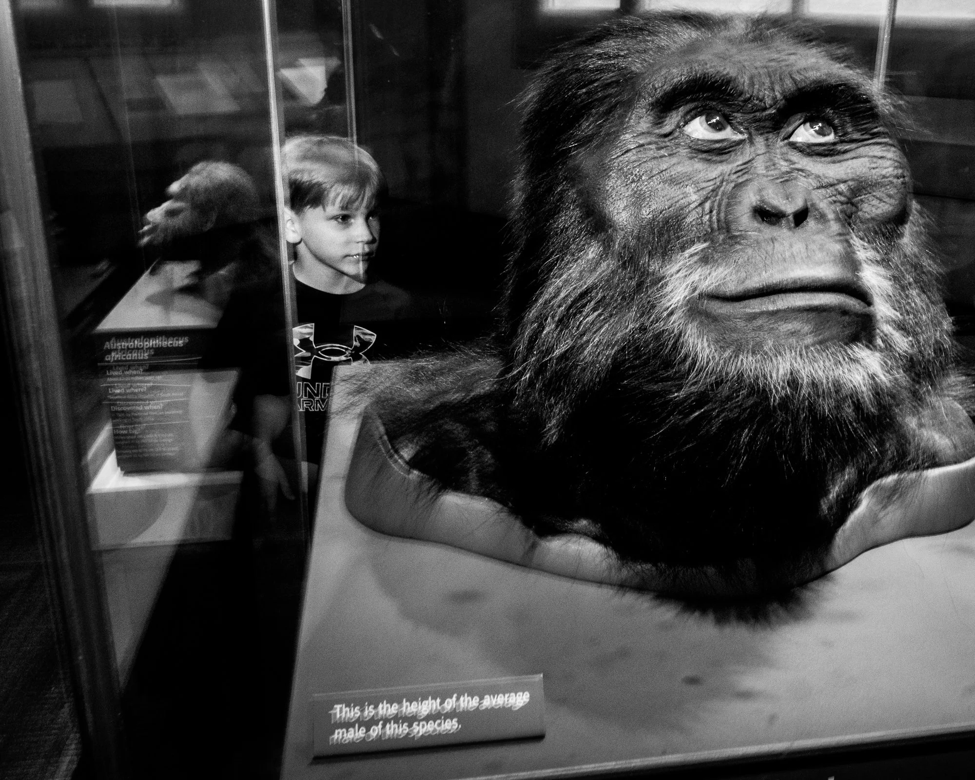 A young boy looking at a large gorilla statue inside a glass display case. The display has a description sign stating "This is the height of the average male of this species." The image is in black and white.