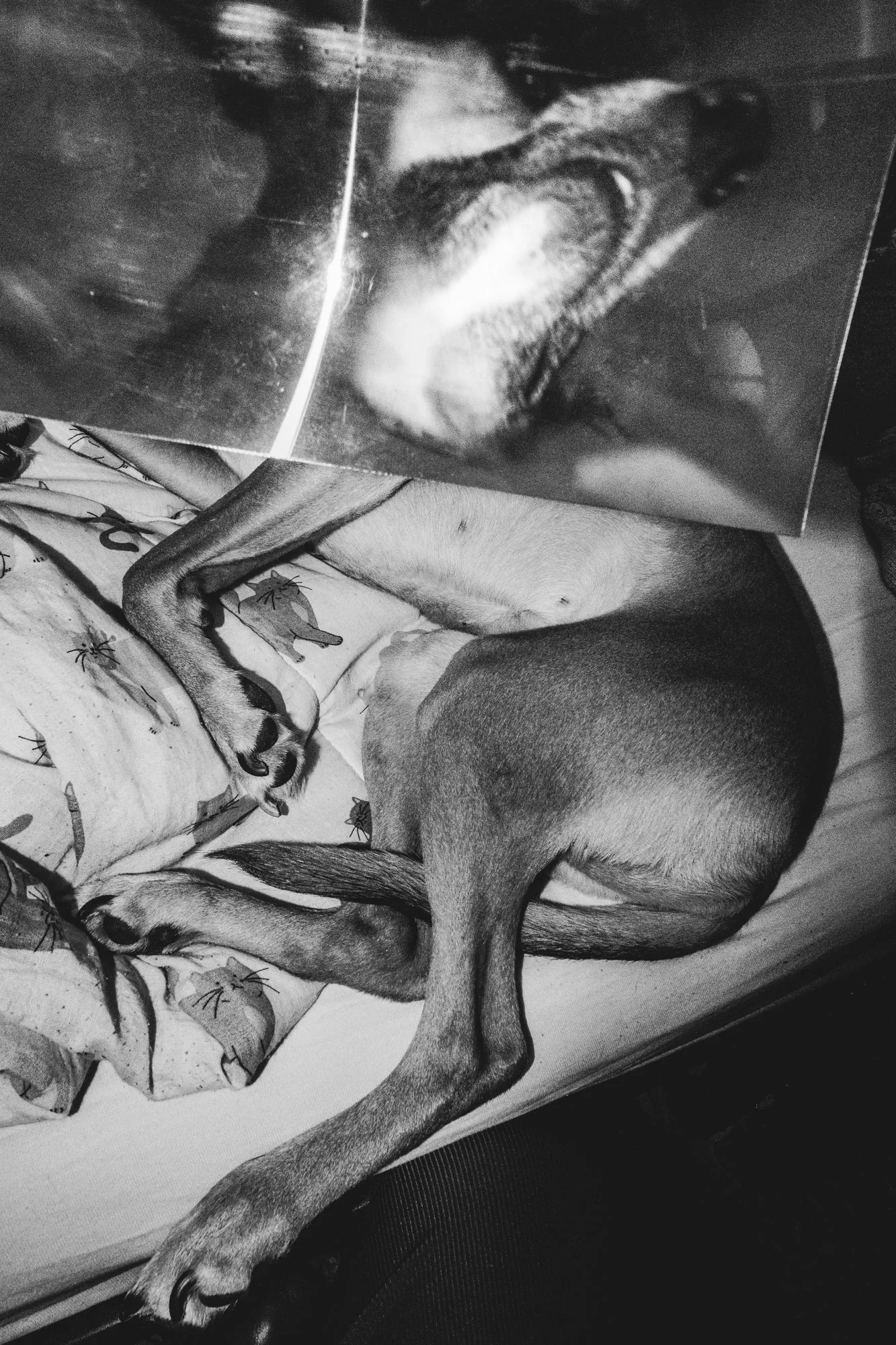 A dog is lying on a bed with a blanket that has a cartoon animal print. The dog appears to be resting or sleeping, with part of its body and tail stretched out on the bed.