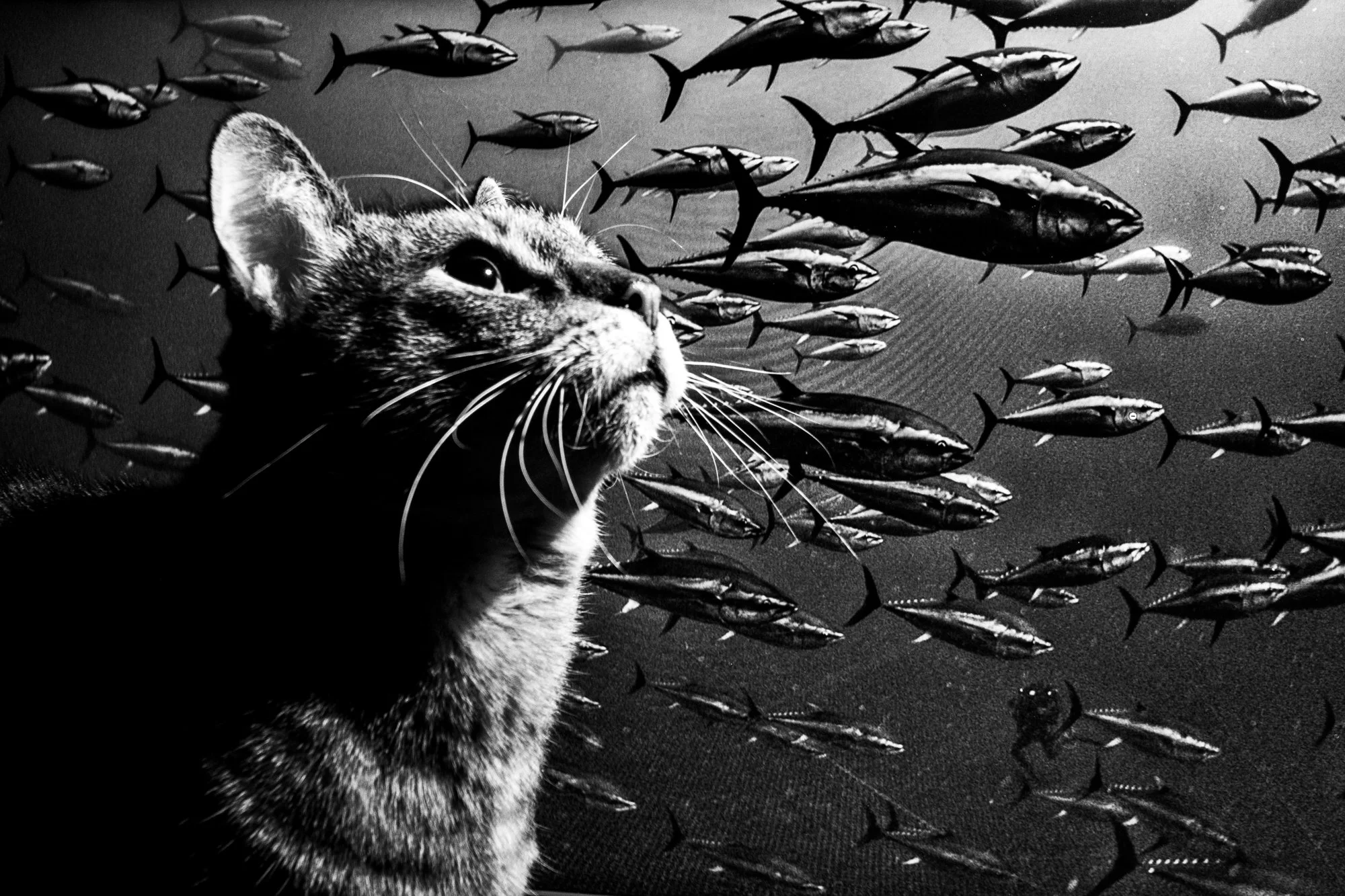 Black and white photo of a cat with a school of fish swimming behind it.