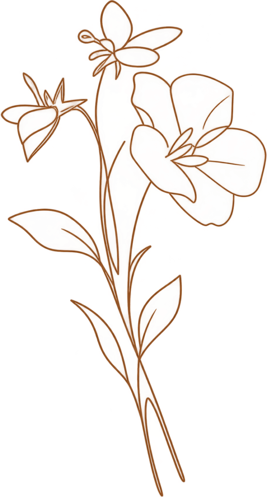 A digitally outlined image of a single flower with light pink and green petals, brown stems, and leaves, outlined in brown.