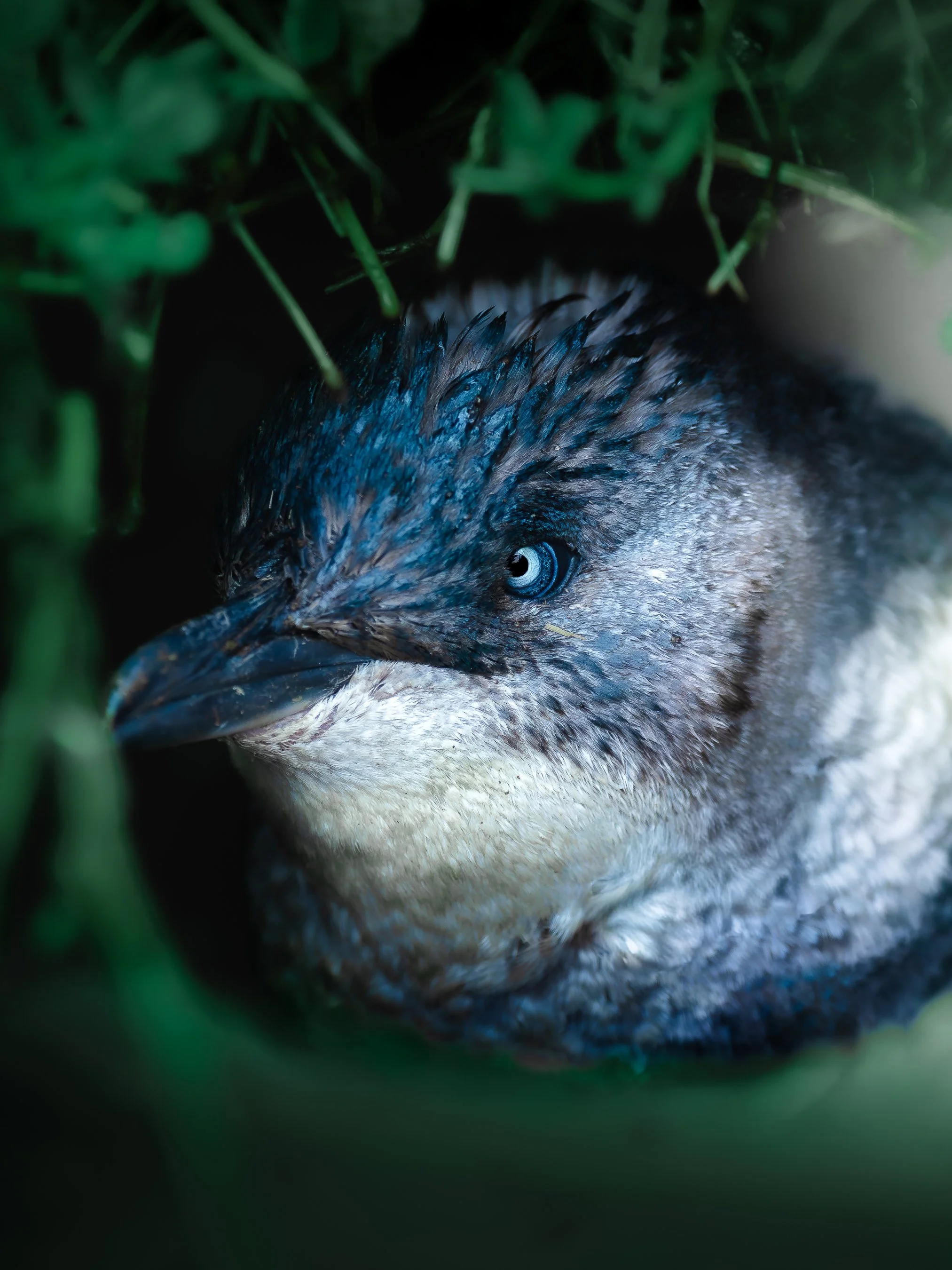 Close-up of a nocturnal bird, possibly a hawk or owl, with striking blue eyes, partially concealed by green foliage.