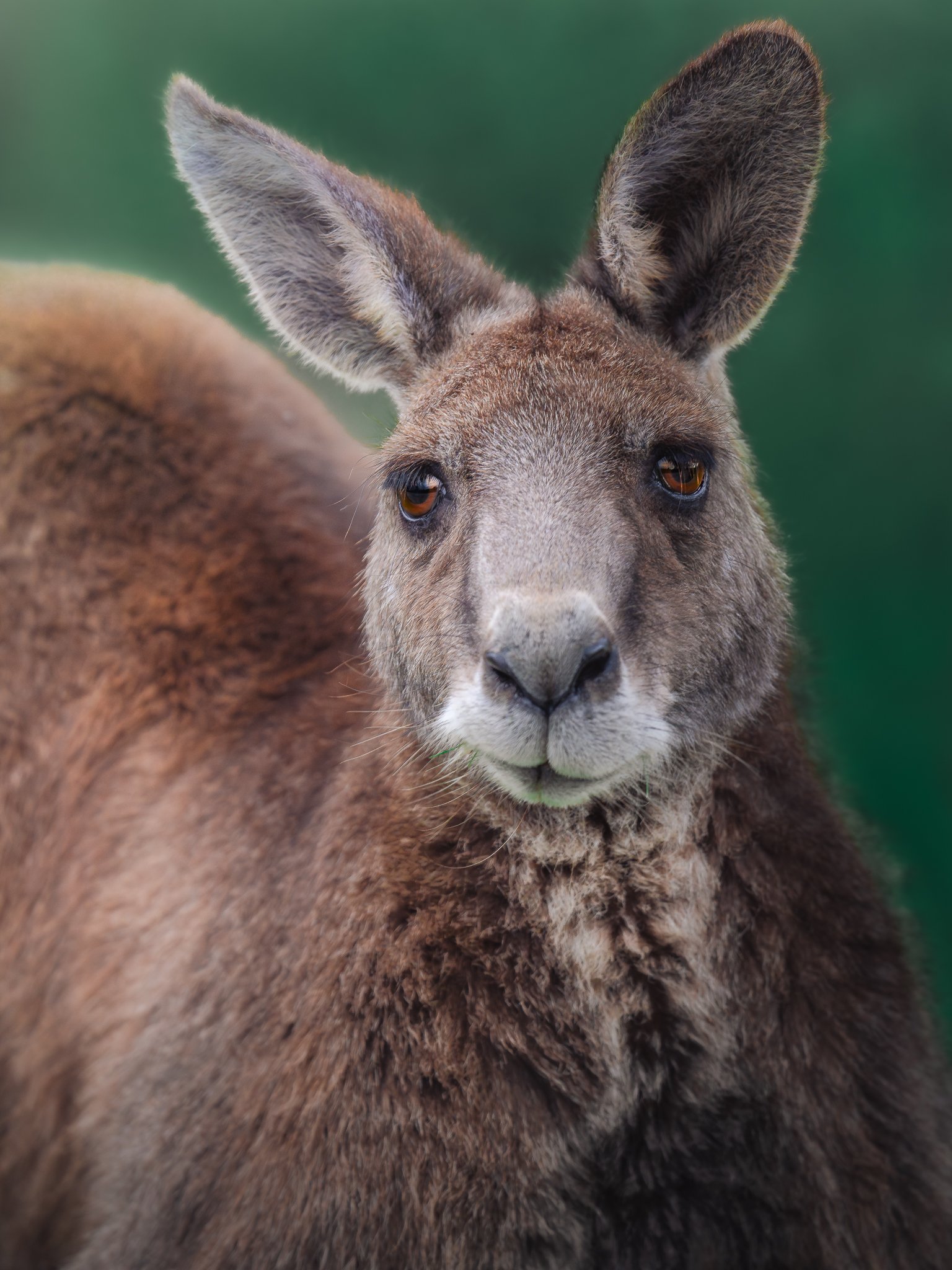 Close-up of a kangaroo's face and upper body, showing its fur, eyes, ears, and nose.