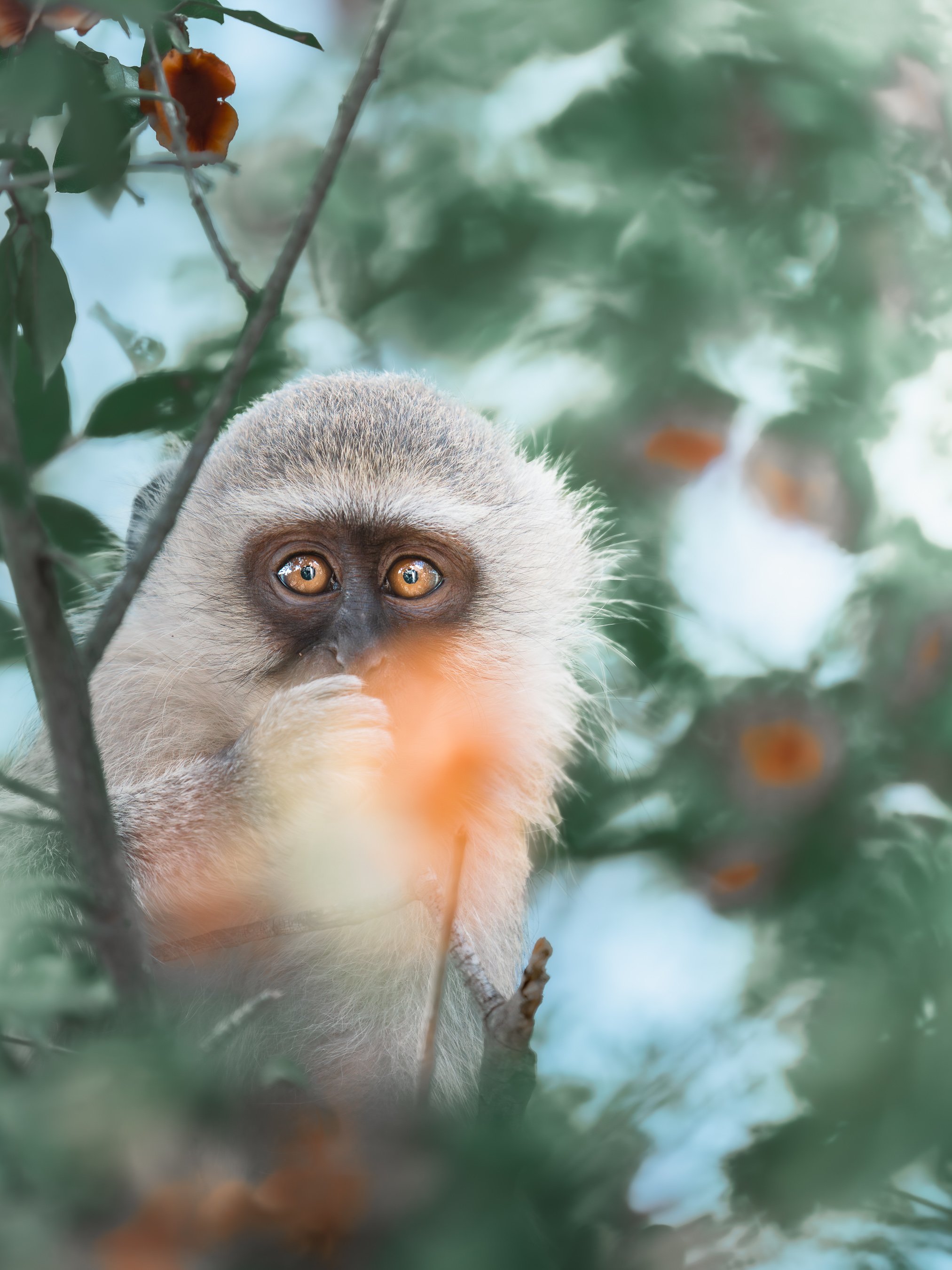 Eyes in the Trees