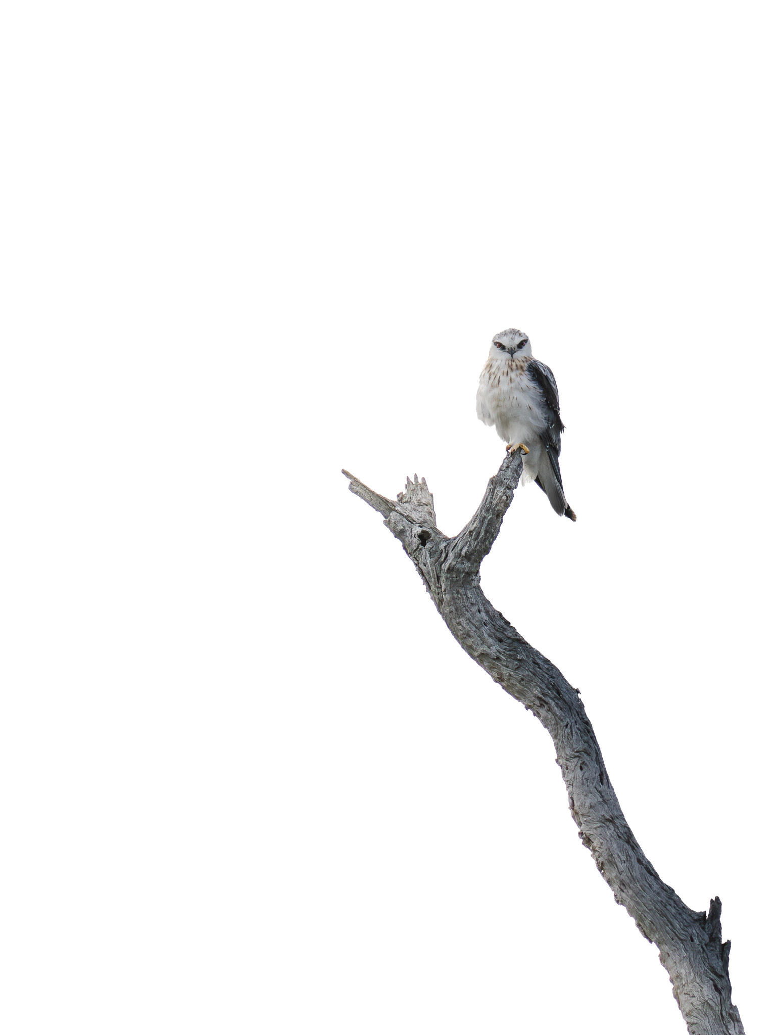 A bird of prey, possibly an osprey, perched on a leafless tree branch with a background of a blue sky.