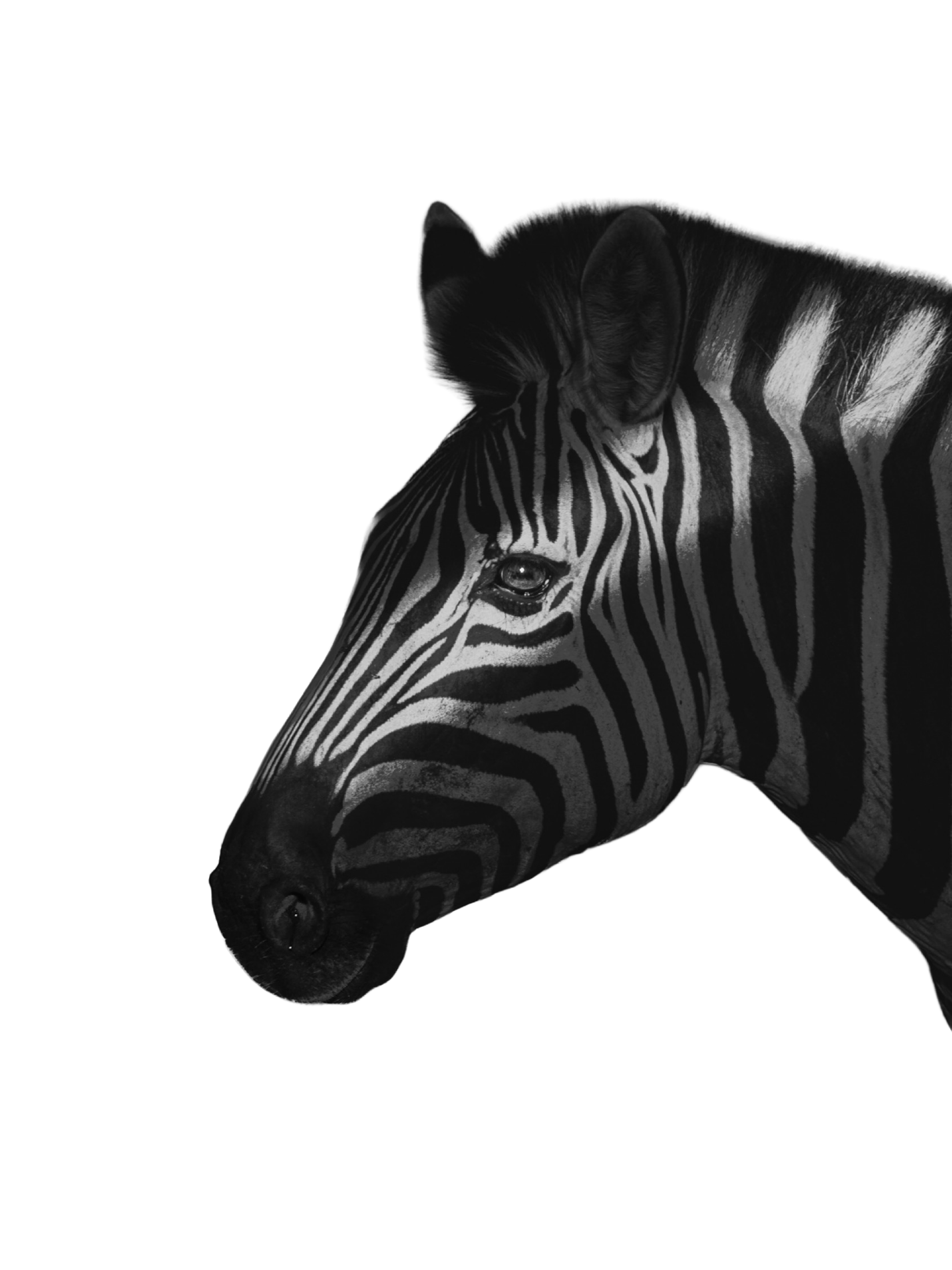 A zebra with its head extended towards a sleeping black cat resting on its back, in grayscale.