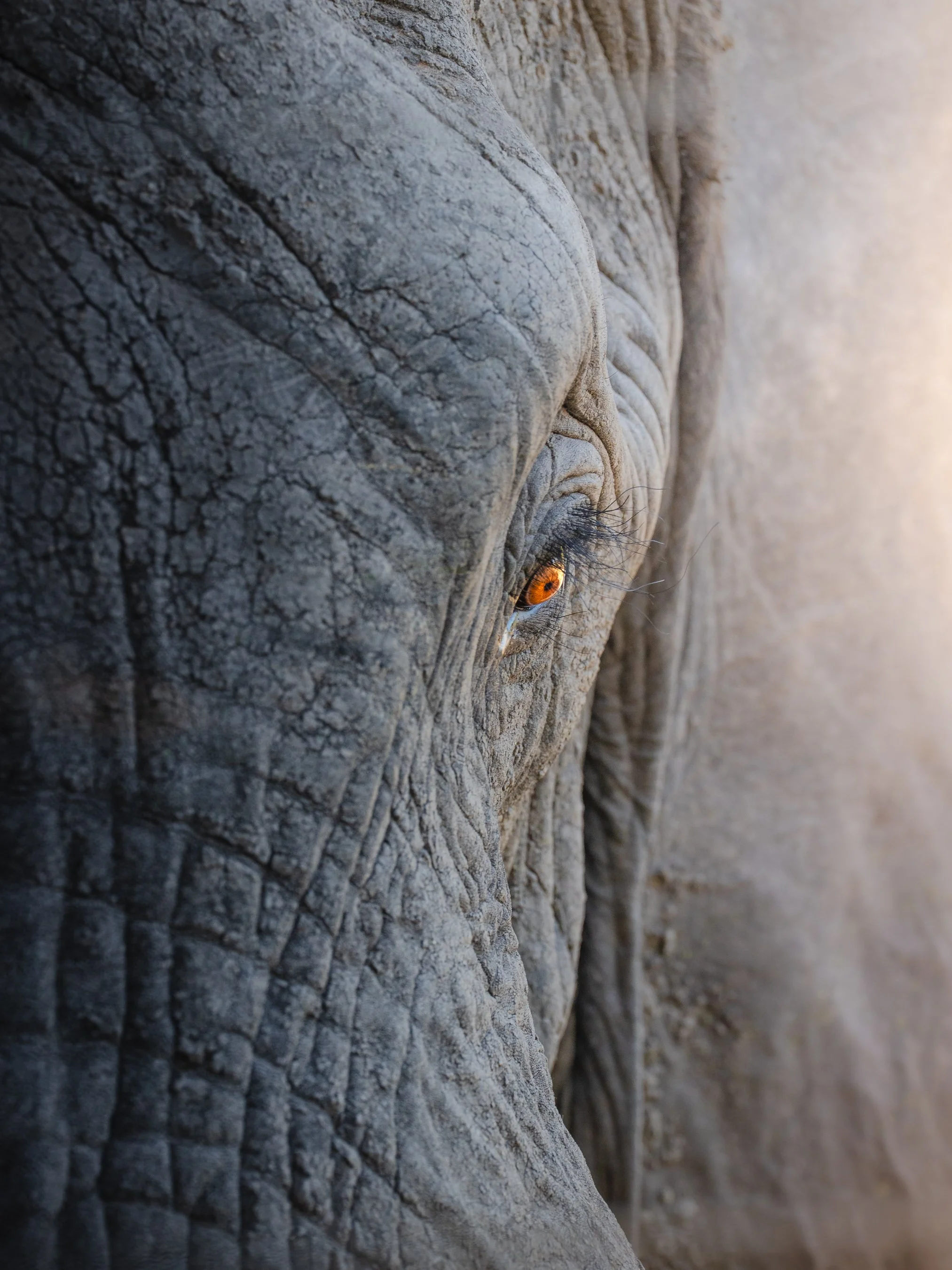 Close-up view of the textured skin of an elephant's face, focusing on the eye and wrinkles.