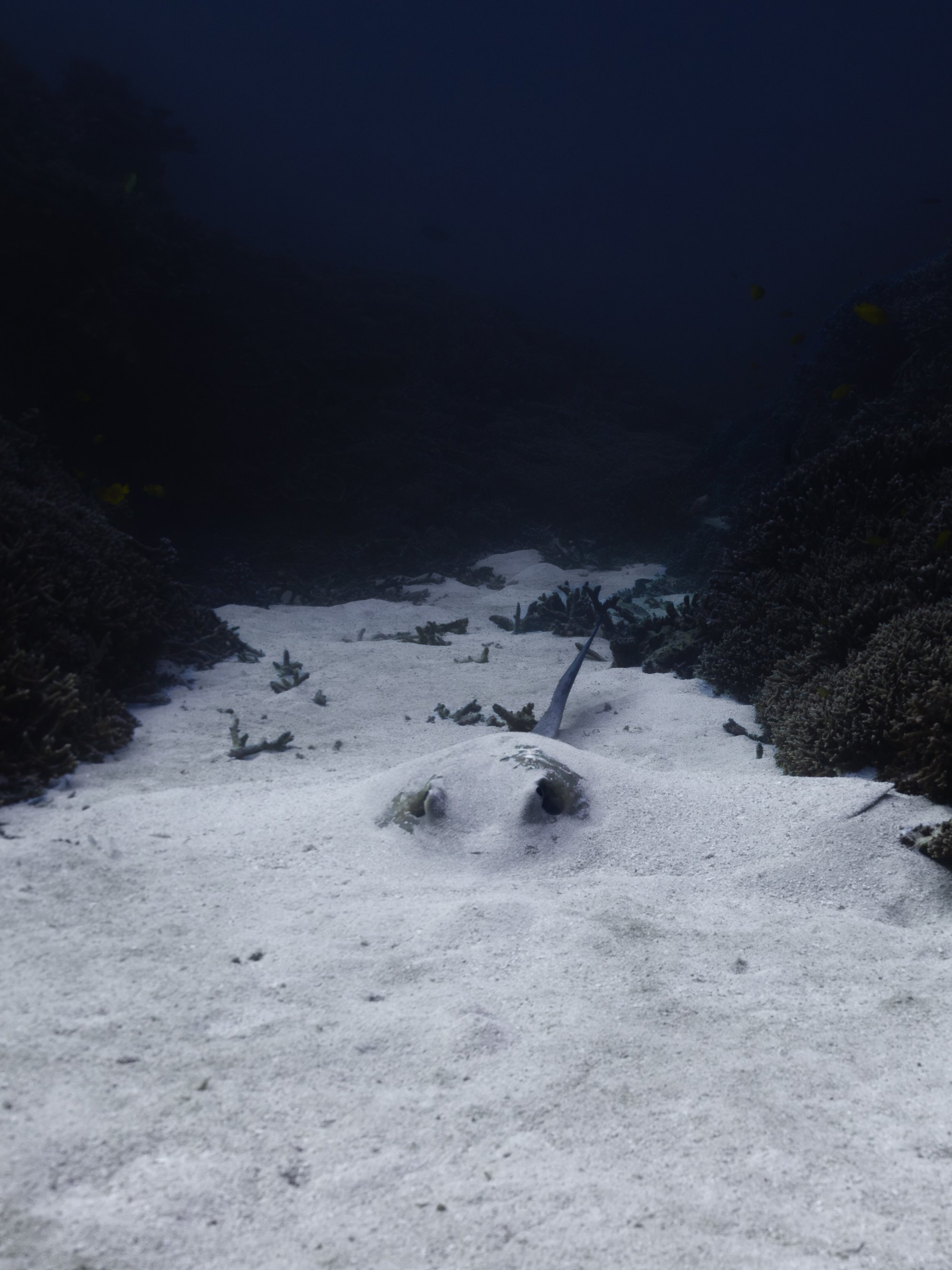 A snowy mountain landscape at night with snow-covered ground and evergreen trees on either side, dark sky overhead.