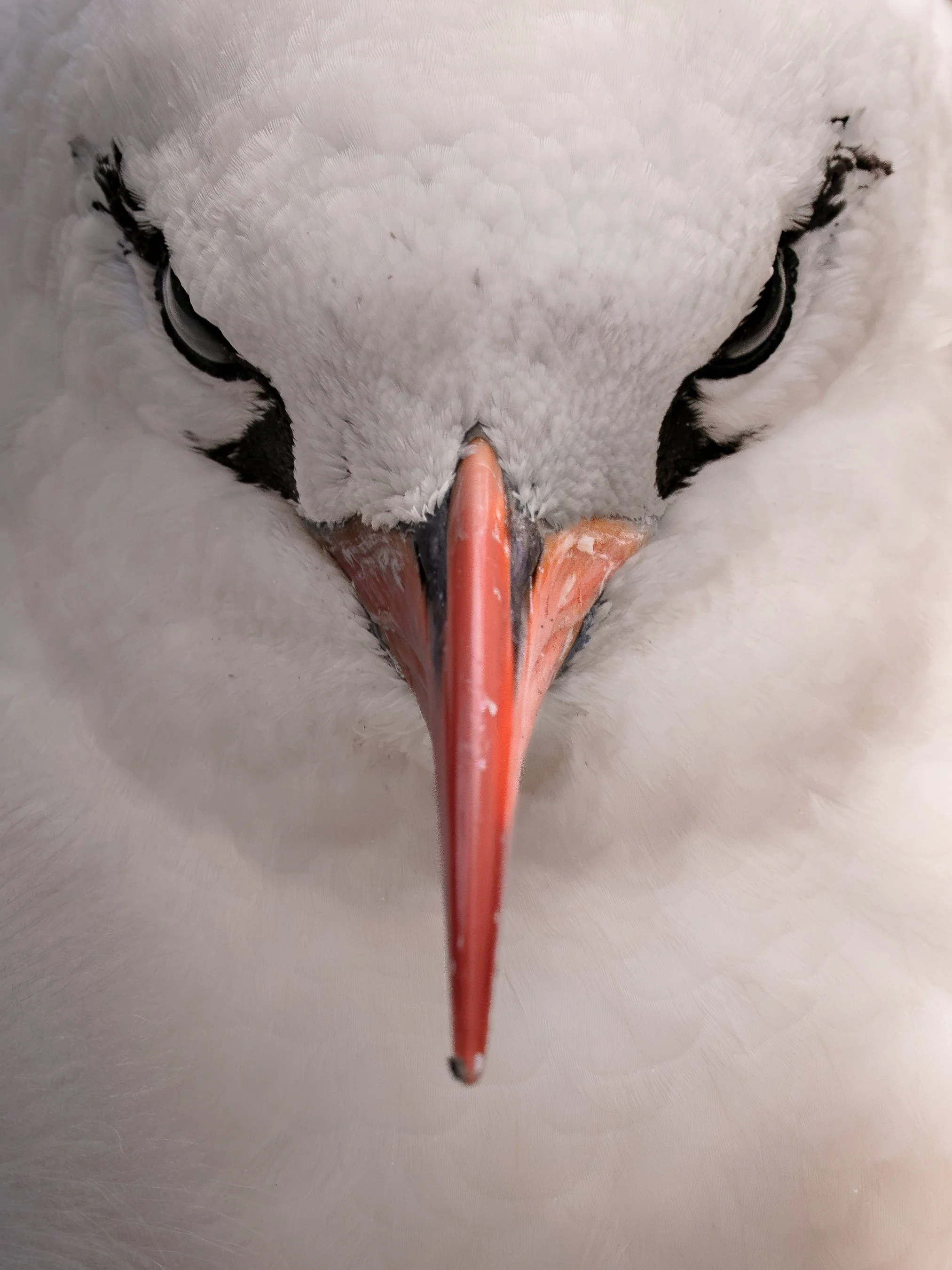 Close-up of a zebra's face, focusing on the nose and mouth area.