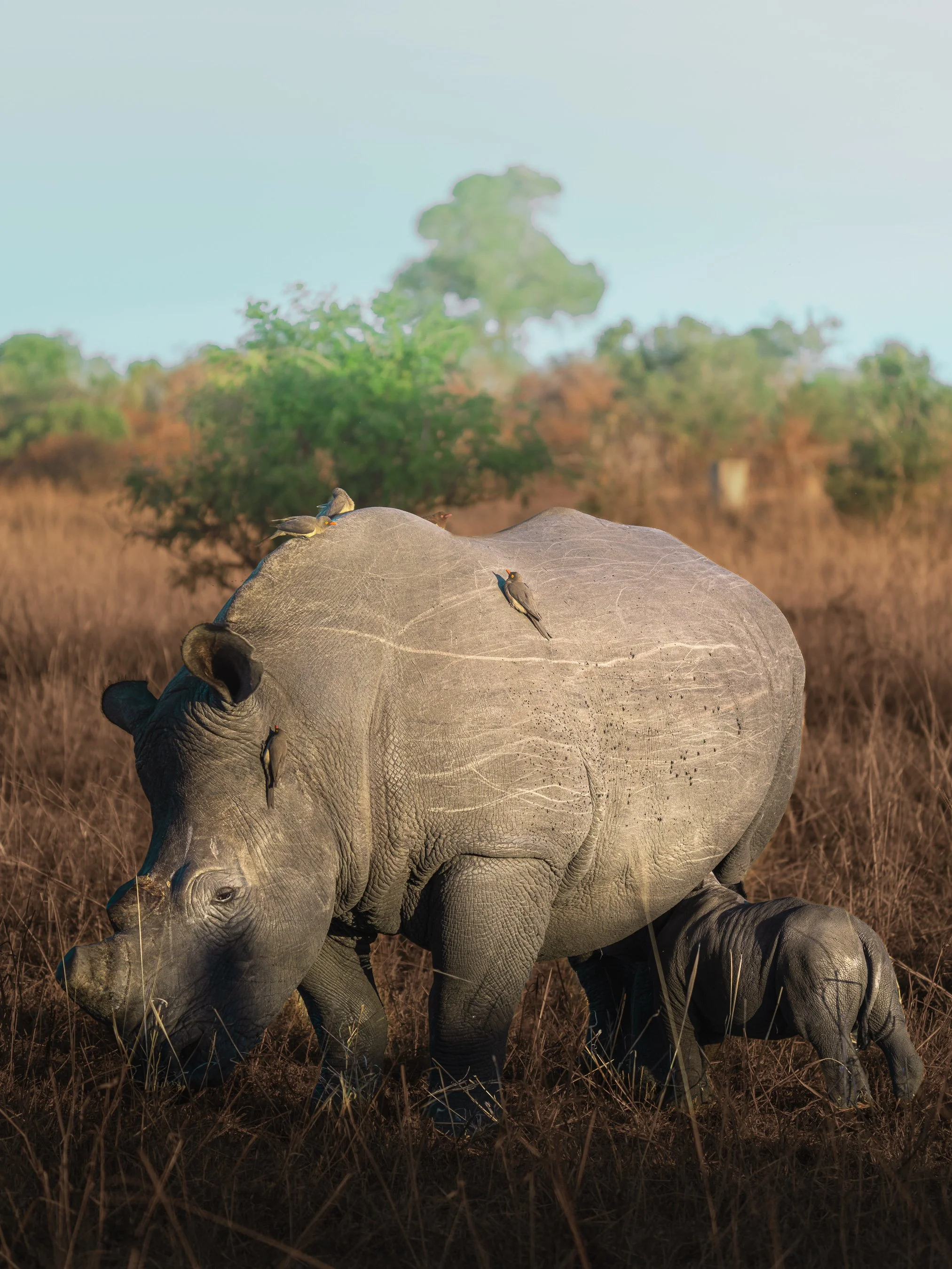 A baby elephant walking through dry grass with a few birds perched on its head and back, in a rural landscape with trees in the background.