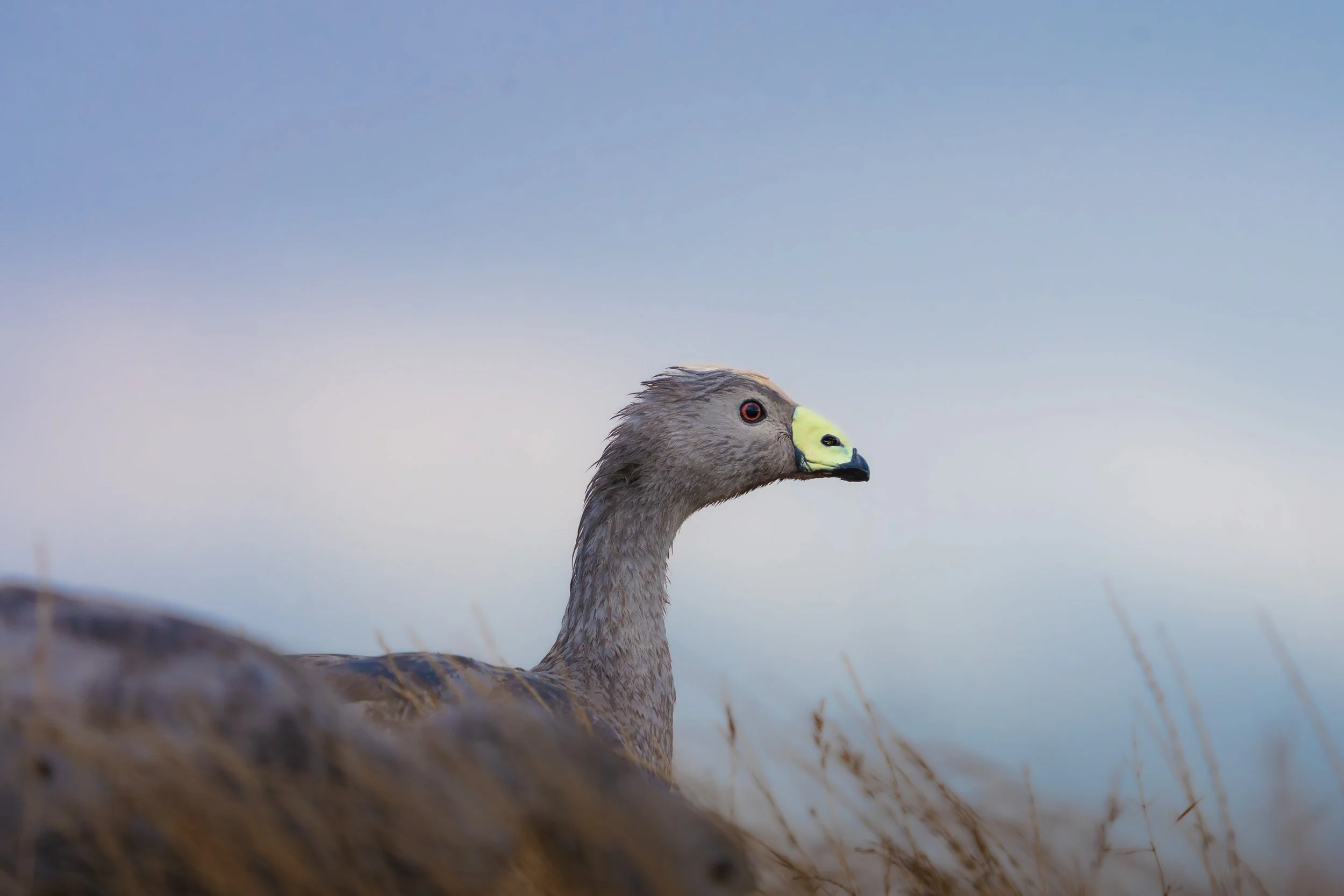 Close-up of a goose's head with a yellow beak and red eye, partially visible behind dry grass, against a blue sky background.