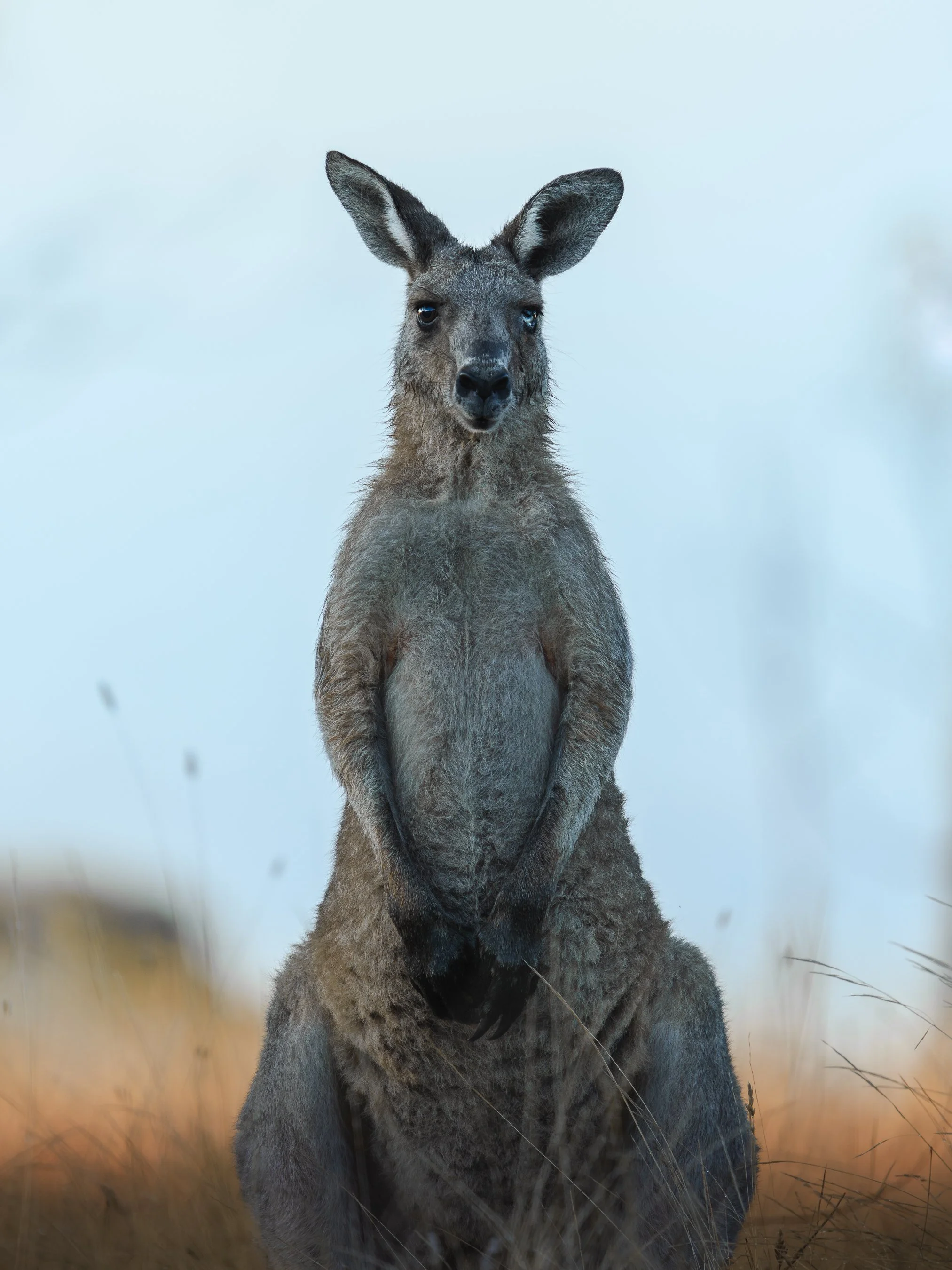 A kangaroo sitting in a field with tall grass, facing forward with its ears upright against a light, cloudy sky.