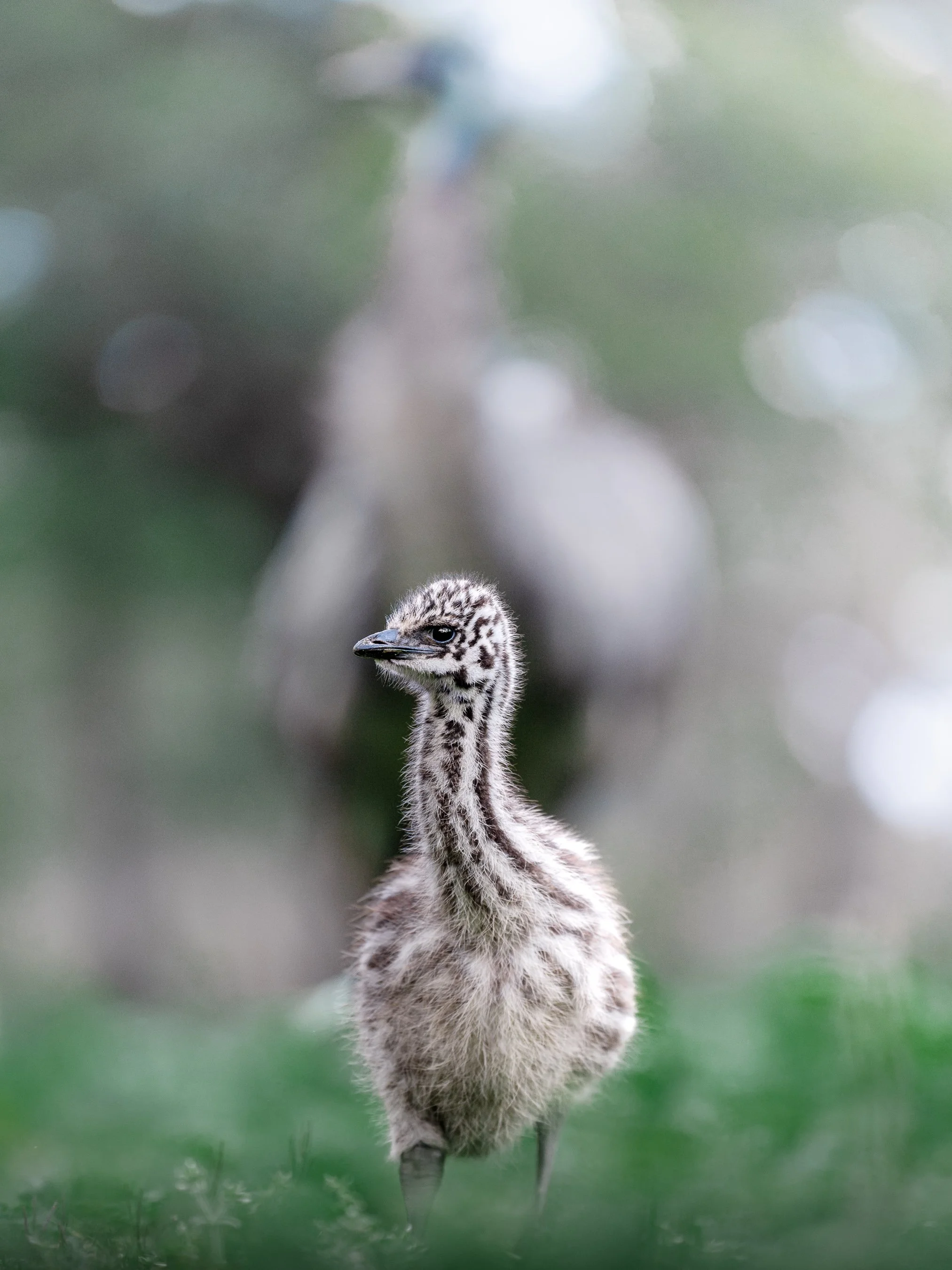 Close-up of a baby bird standing outdoors on green grass, with a blurred background of foliage.