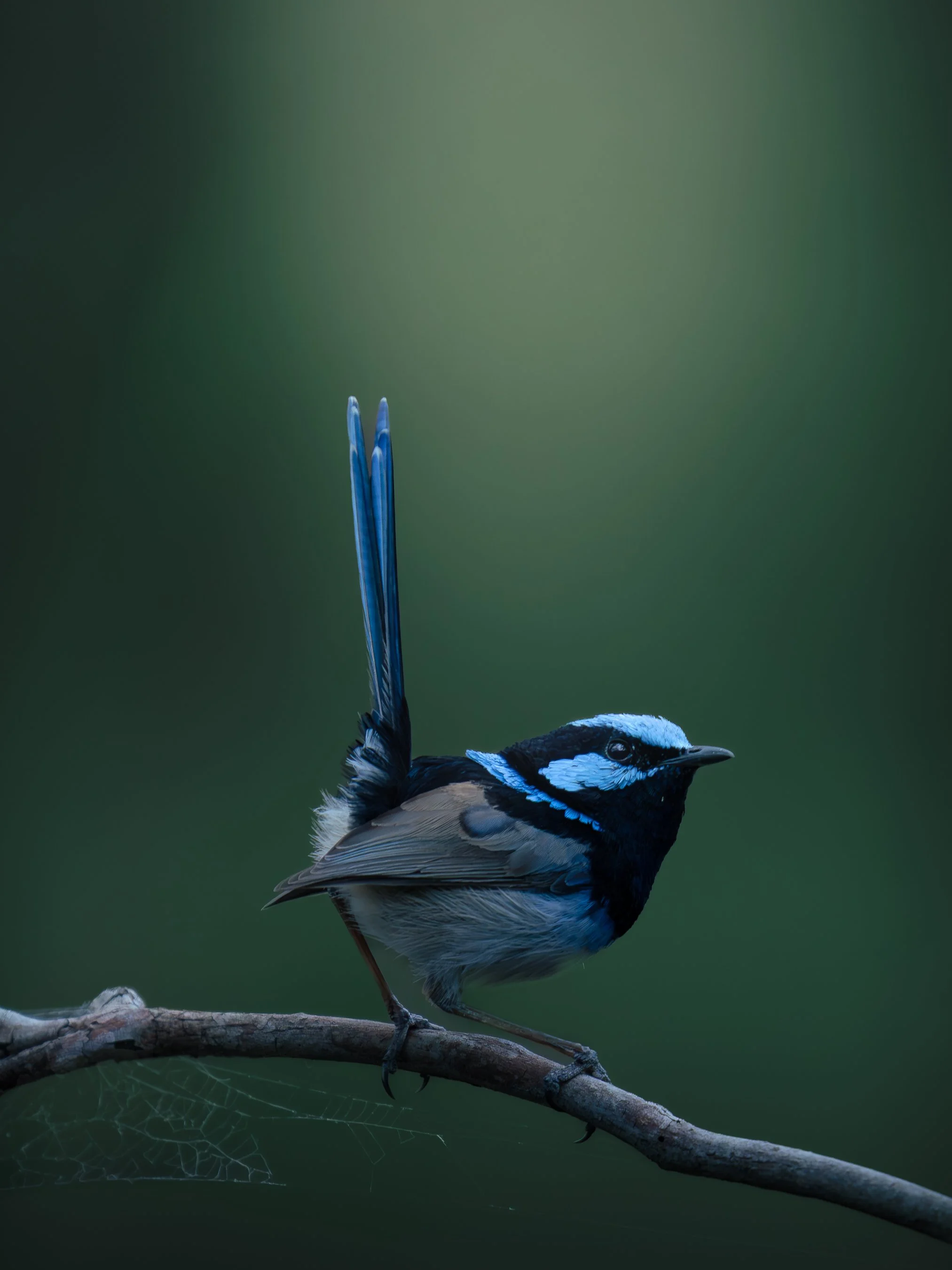 A blue and black bird perched on a branch with a spider web below it. The bird has a distinctive pattern on its head and a long tail, set against a blurred green background.