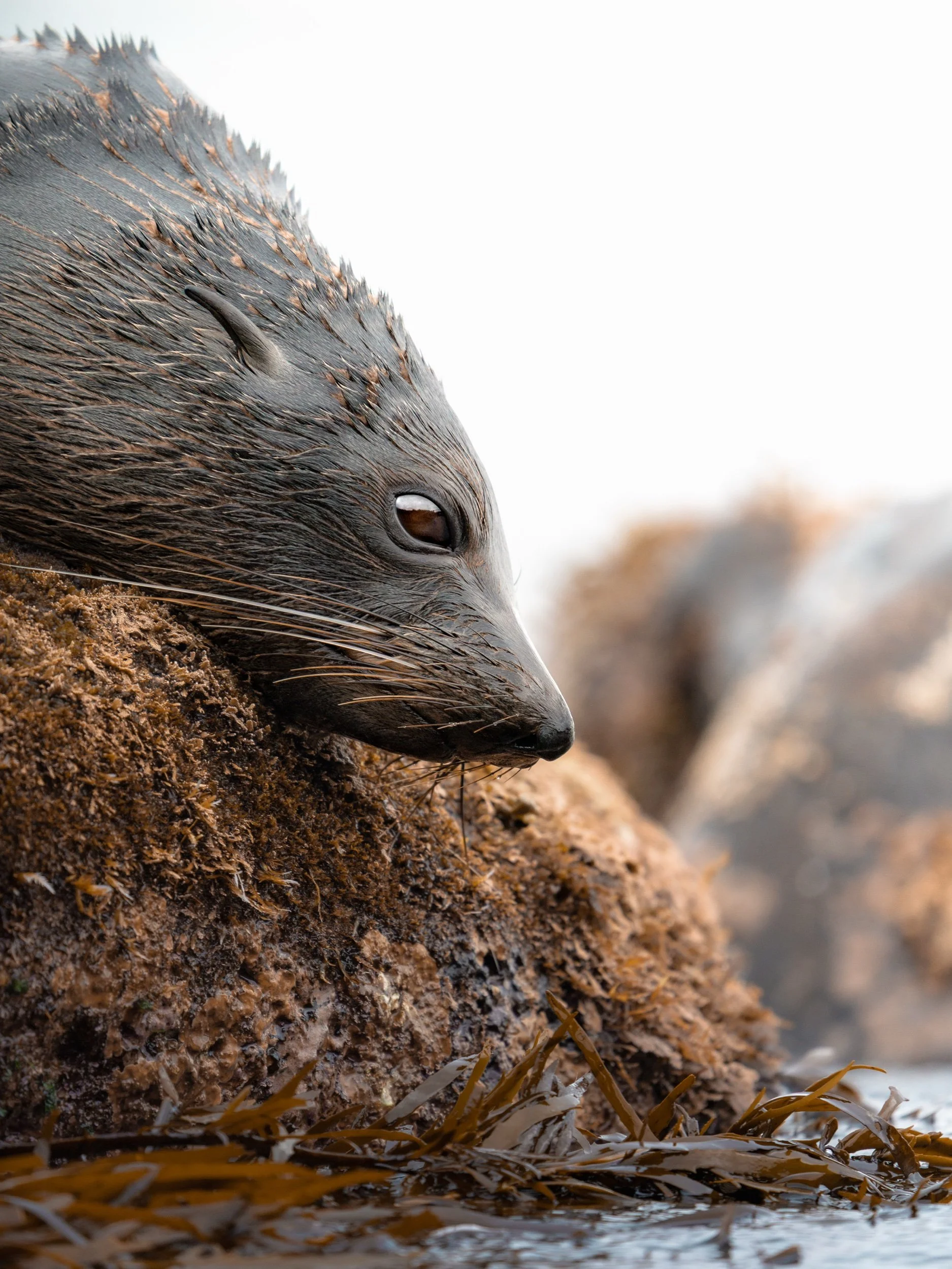 Fur seal close up