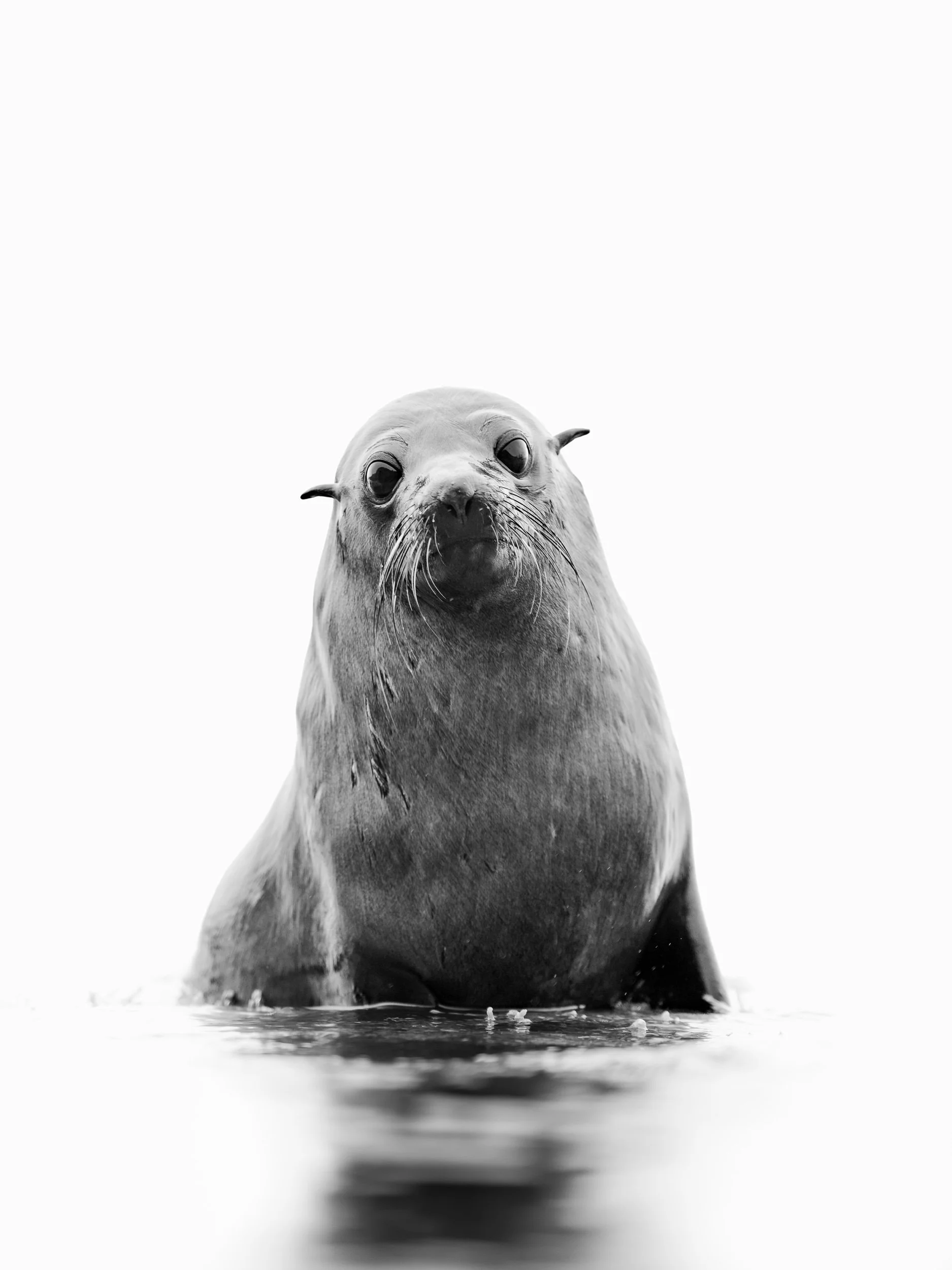 Fur seal Gaze