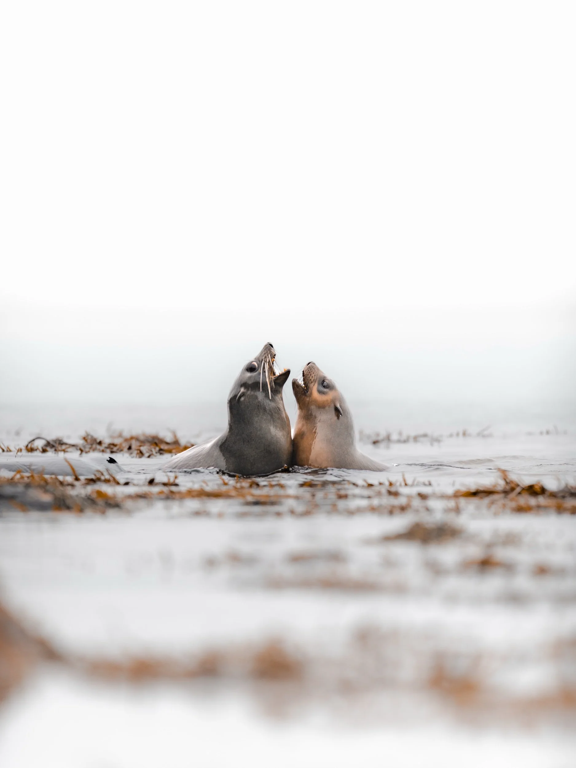 Seal Standoff