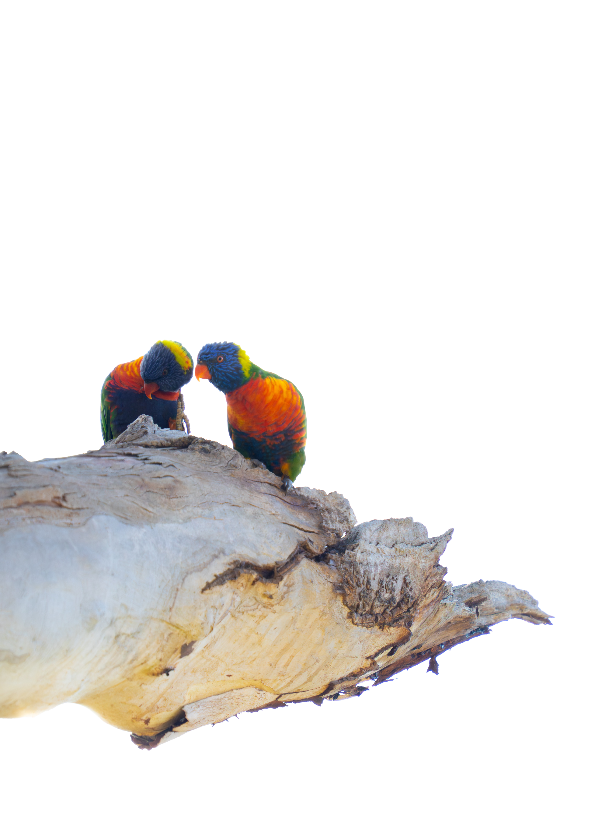 Two colorful parrots perched on a piece of driftwood.