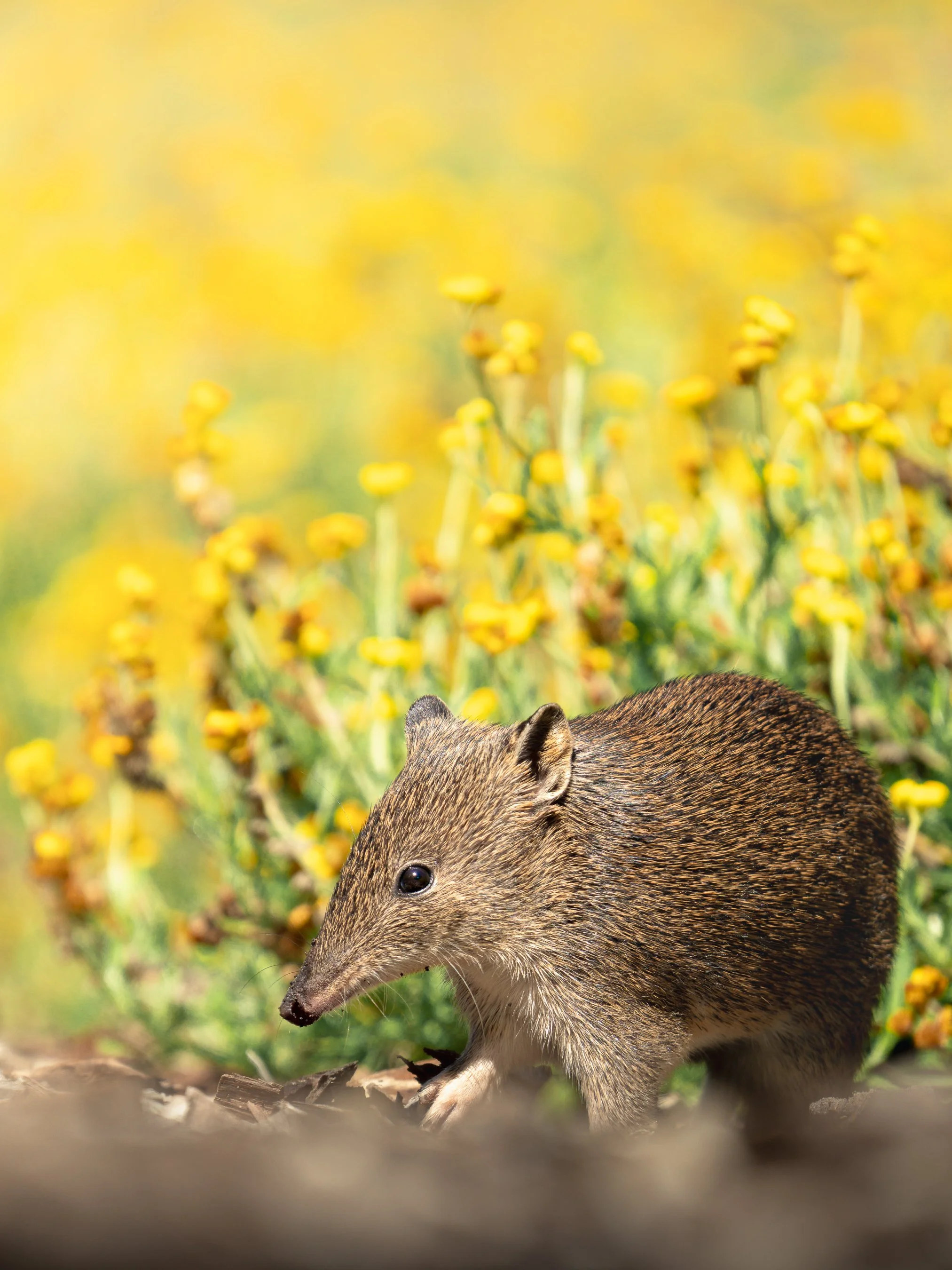 A close-up of a hedgehog with its face and part of its body visible, set against a background of yellow flowers and greenery.