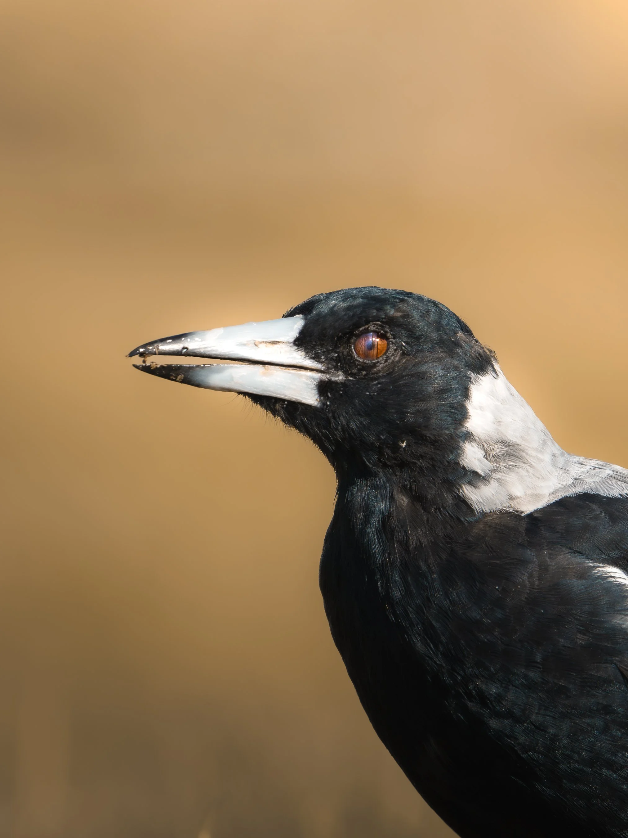 Close-up of a black and white bird with brown eyes and a long beak against a plain background.