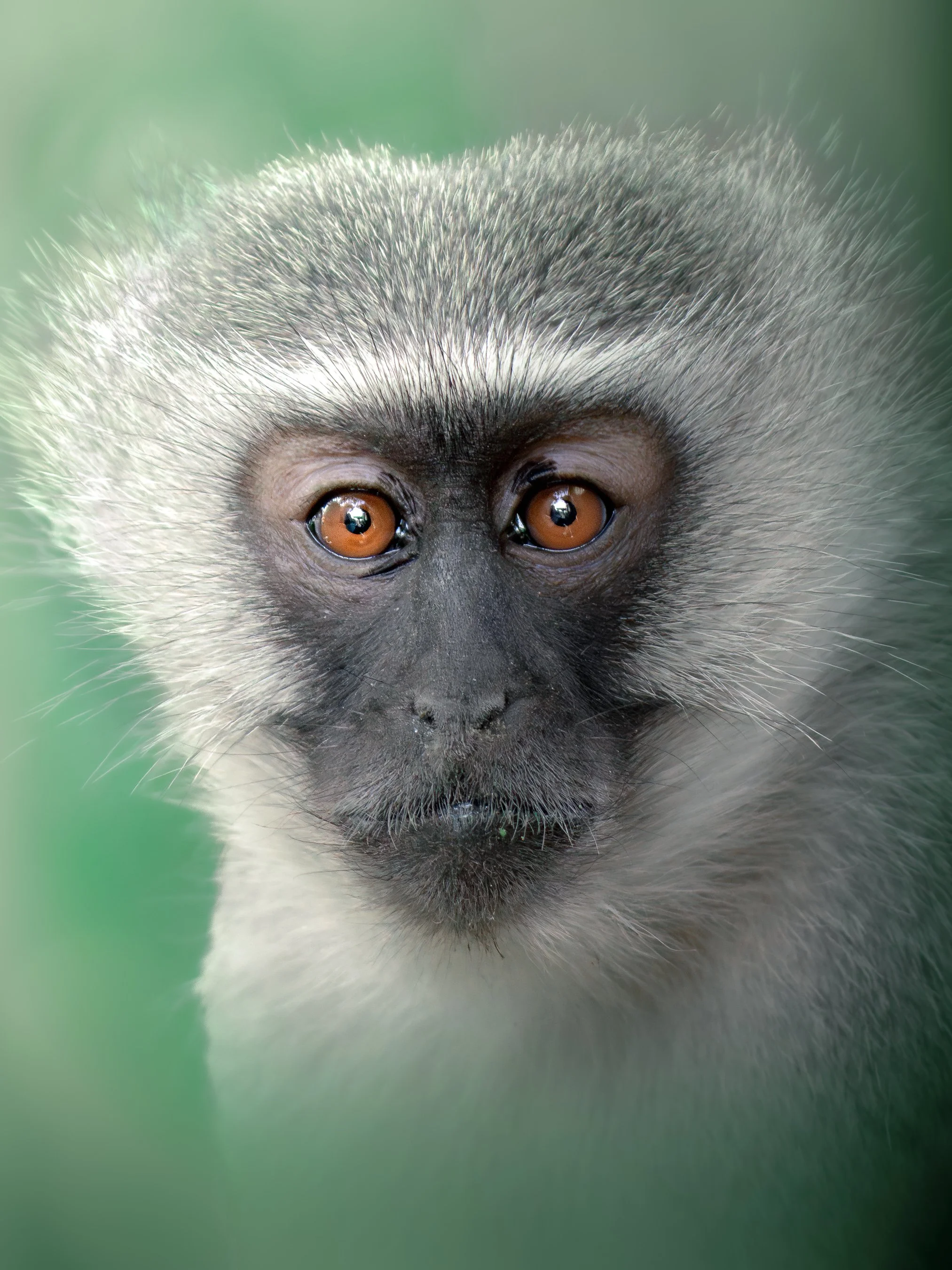 Close-up of a monkey with brown eyes and gray fur on its head.