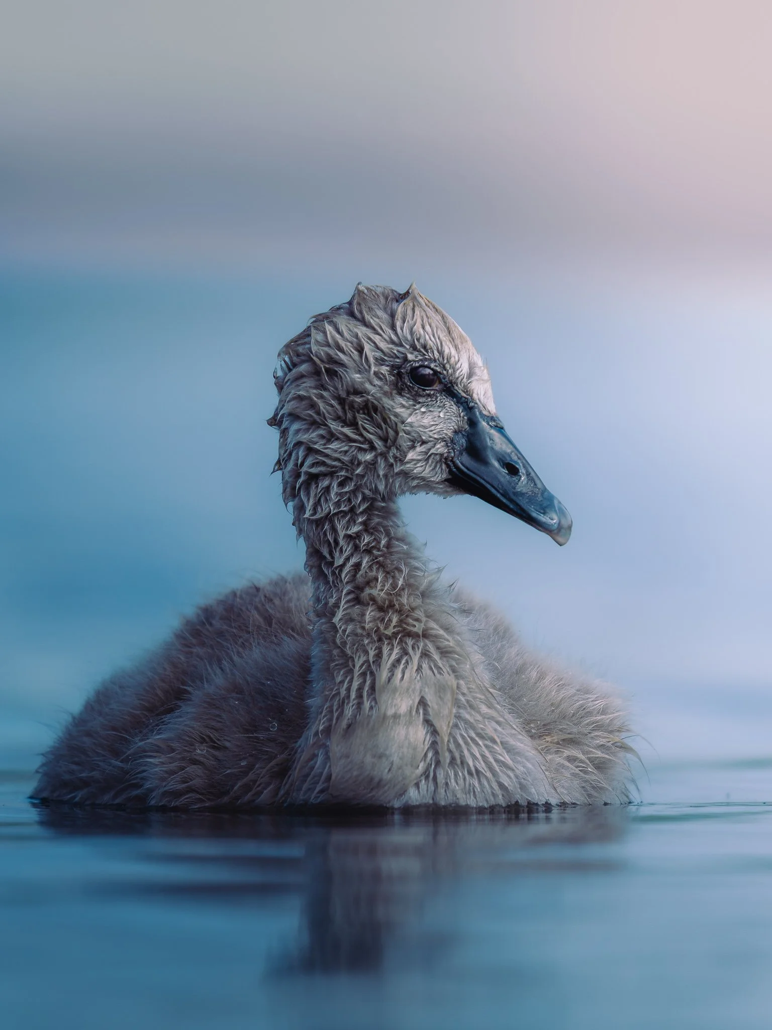 Close-up of a young swan (cygnet) swimming in calm water with a blurred pastel-colored sky in the background.