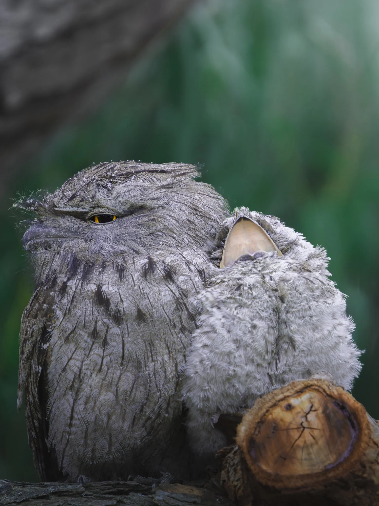 A close-up image of an owl sitting on a log, with green blurred background.