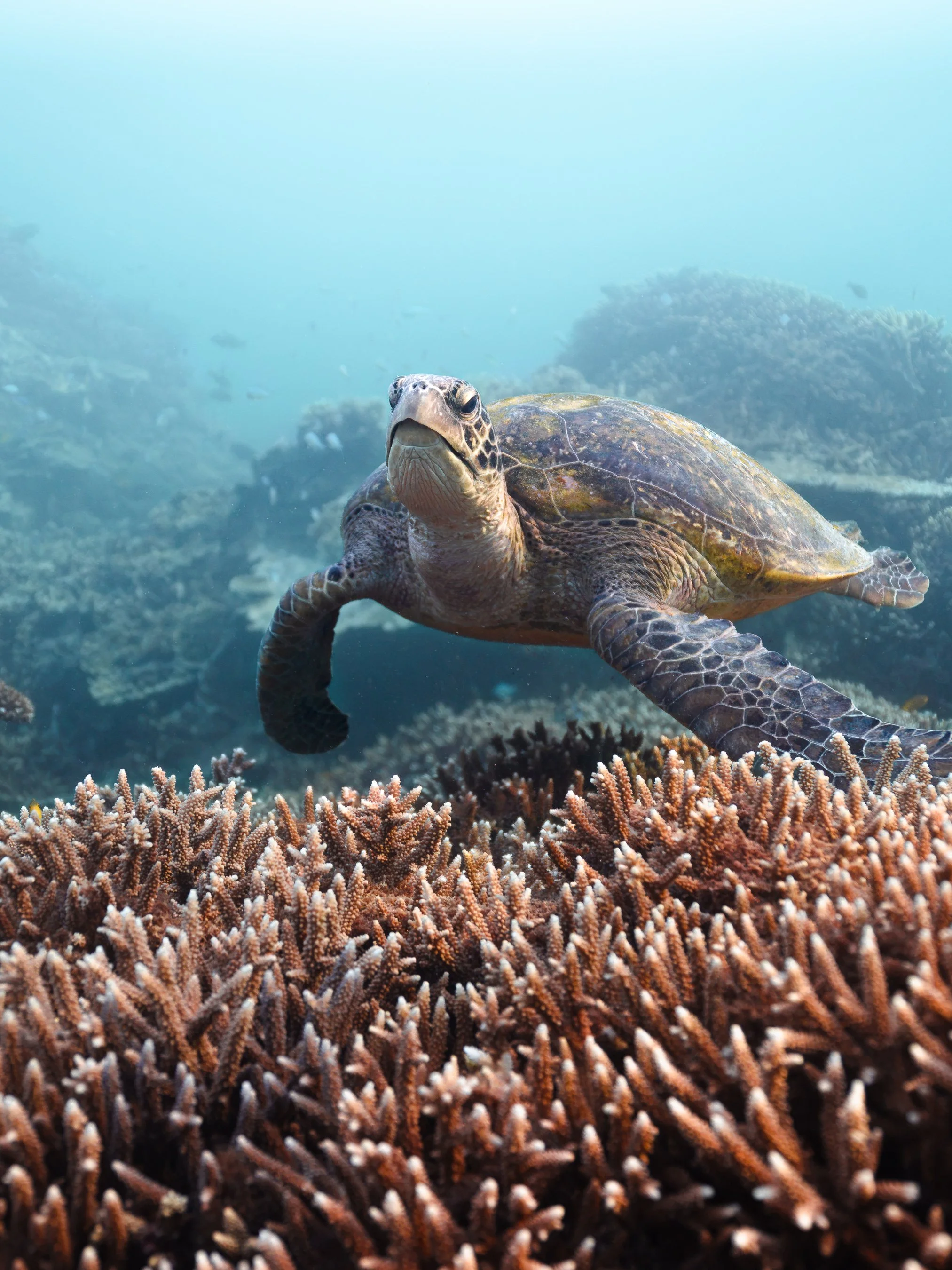 A sea turtle swimming above colorful coral in an underwater scene.