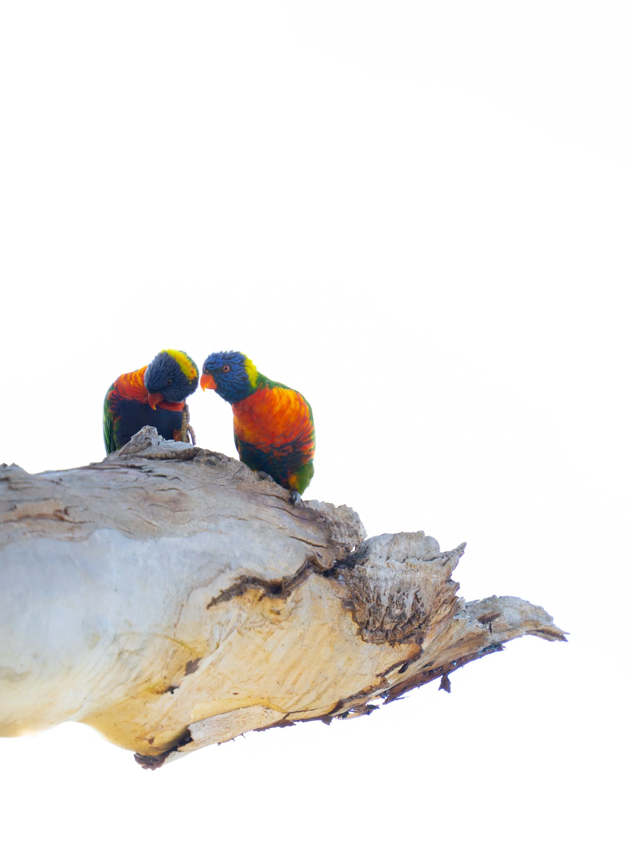Two colorful parrots perched on a large, textured piece of driftwood or weathered wood against a plain, bright background.