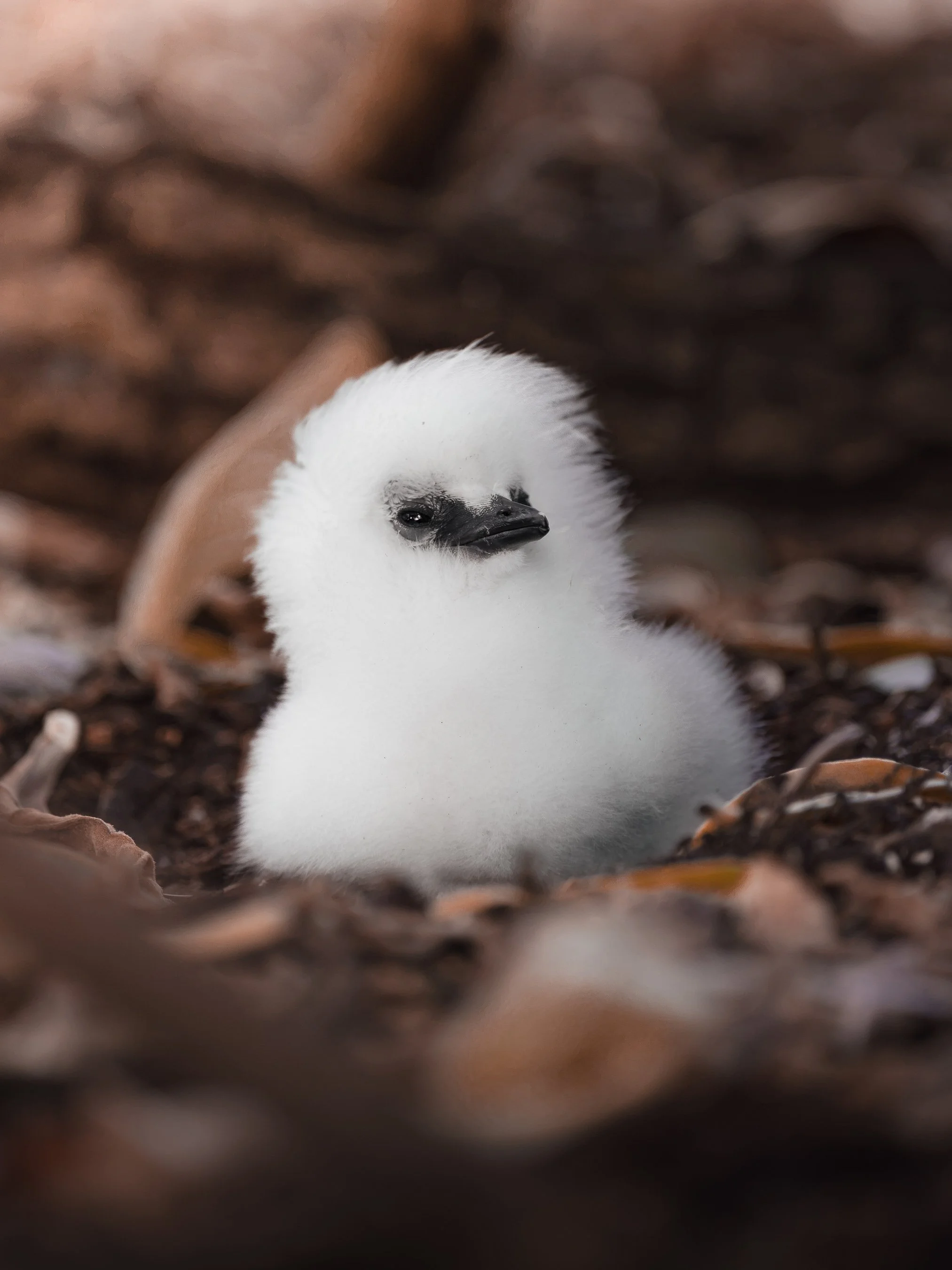 A close-up of a fluffy white baby bird, possibly a chick, with a small beak and dark eyes, surrounded by brown and tan dried leaves or debris on the ground.