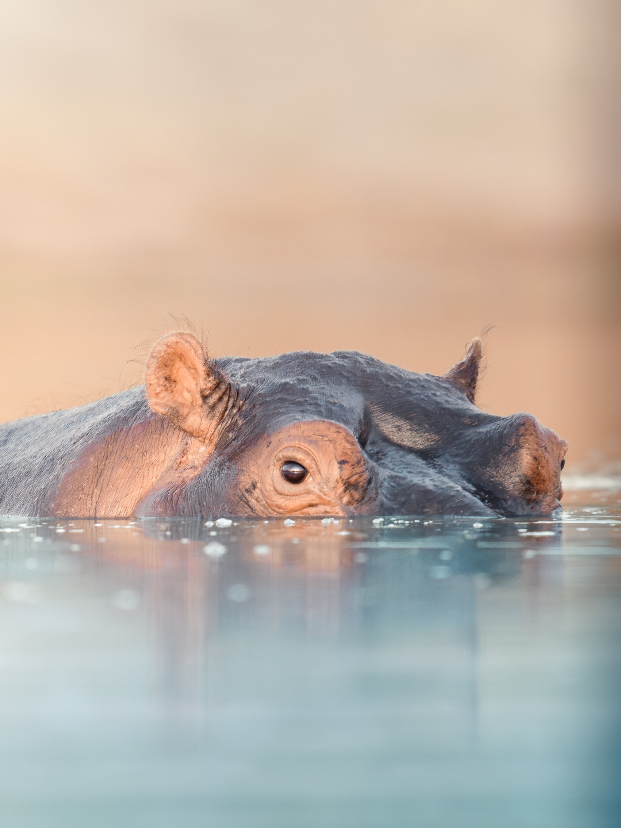 A hippopotamus partially submerged in water, with only its head and ears visible above the surface.