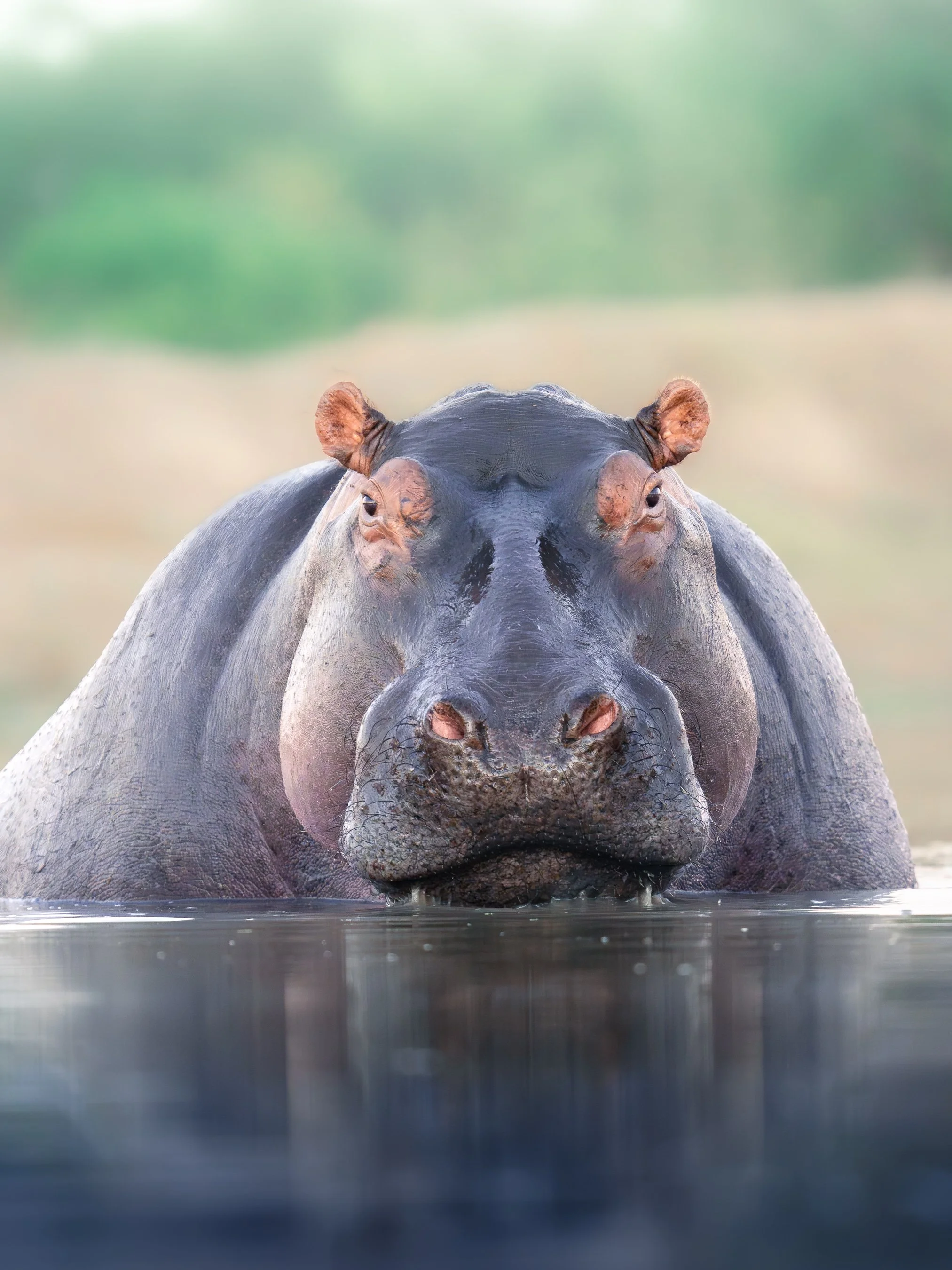 Close-up of a hippopotamus partially submerged in water, with only its head and part of its back visible.