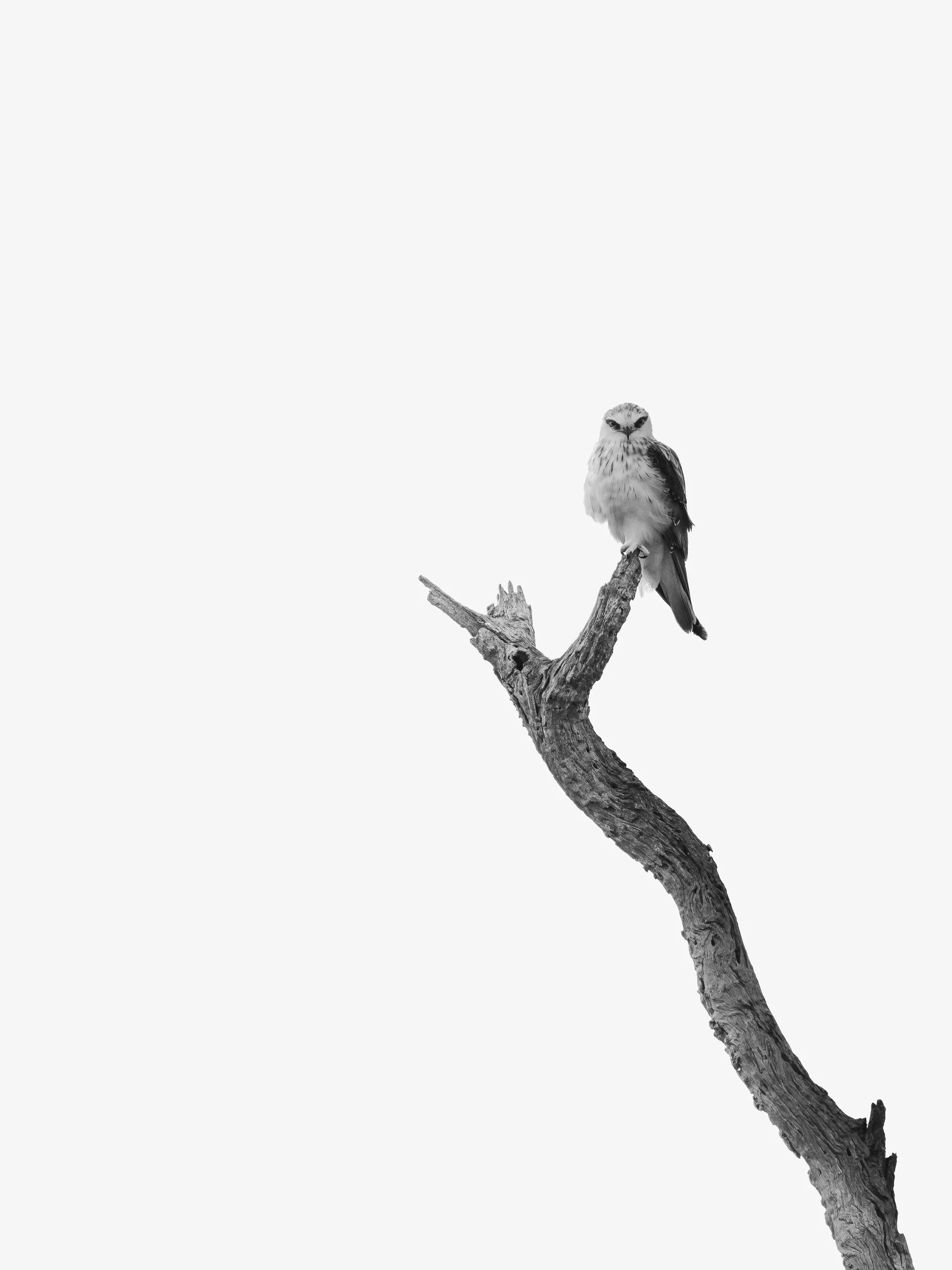 Perched