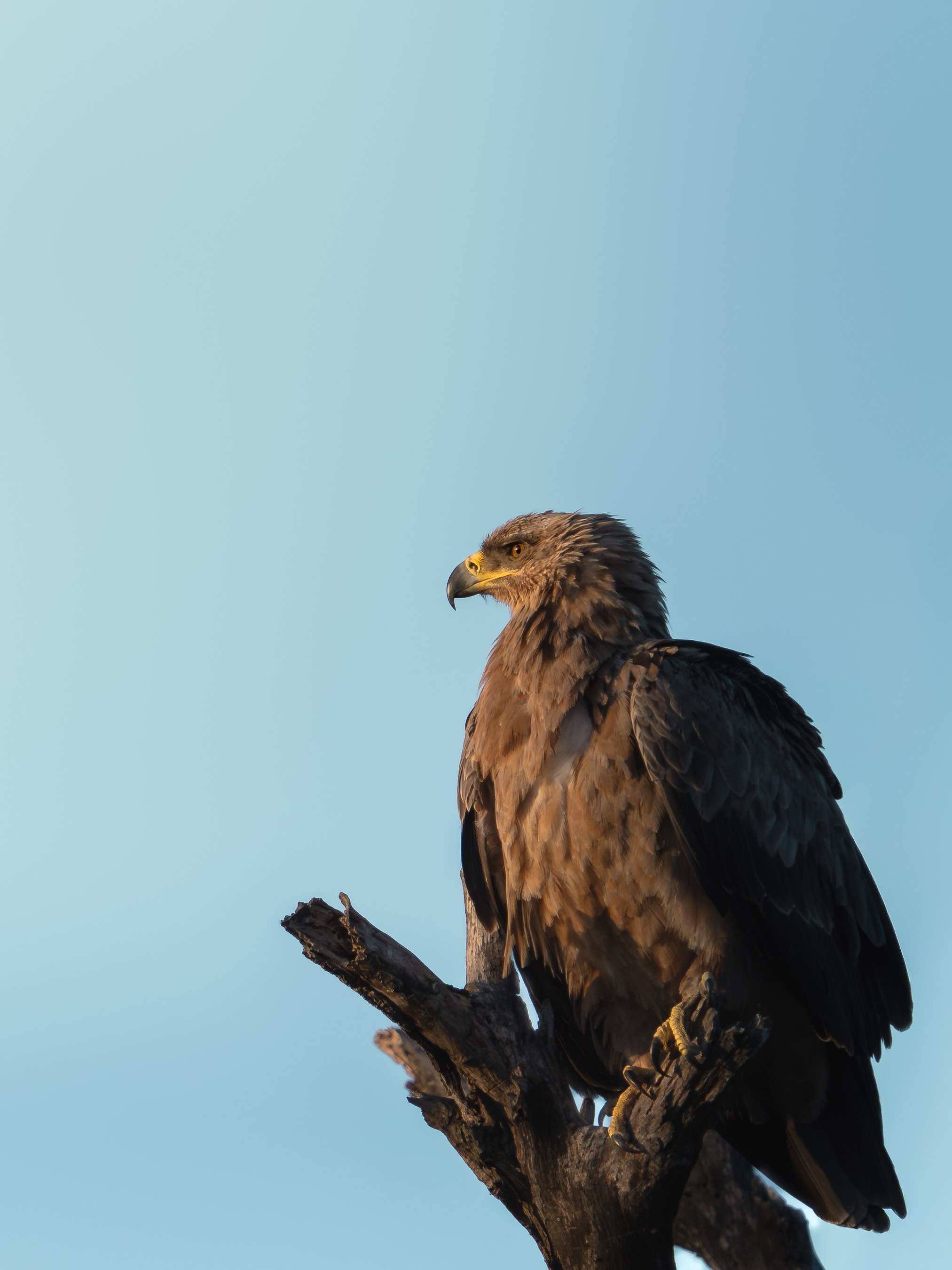 A close-up of a bird of prey perched on a tree branch against a clear blue sky.