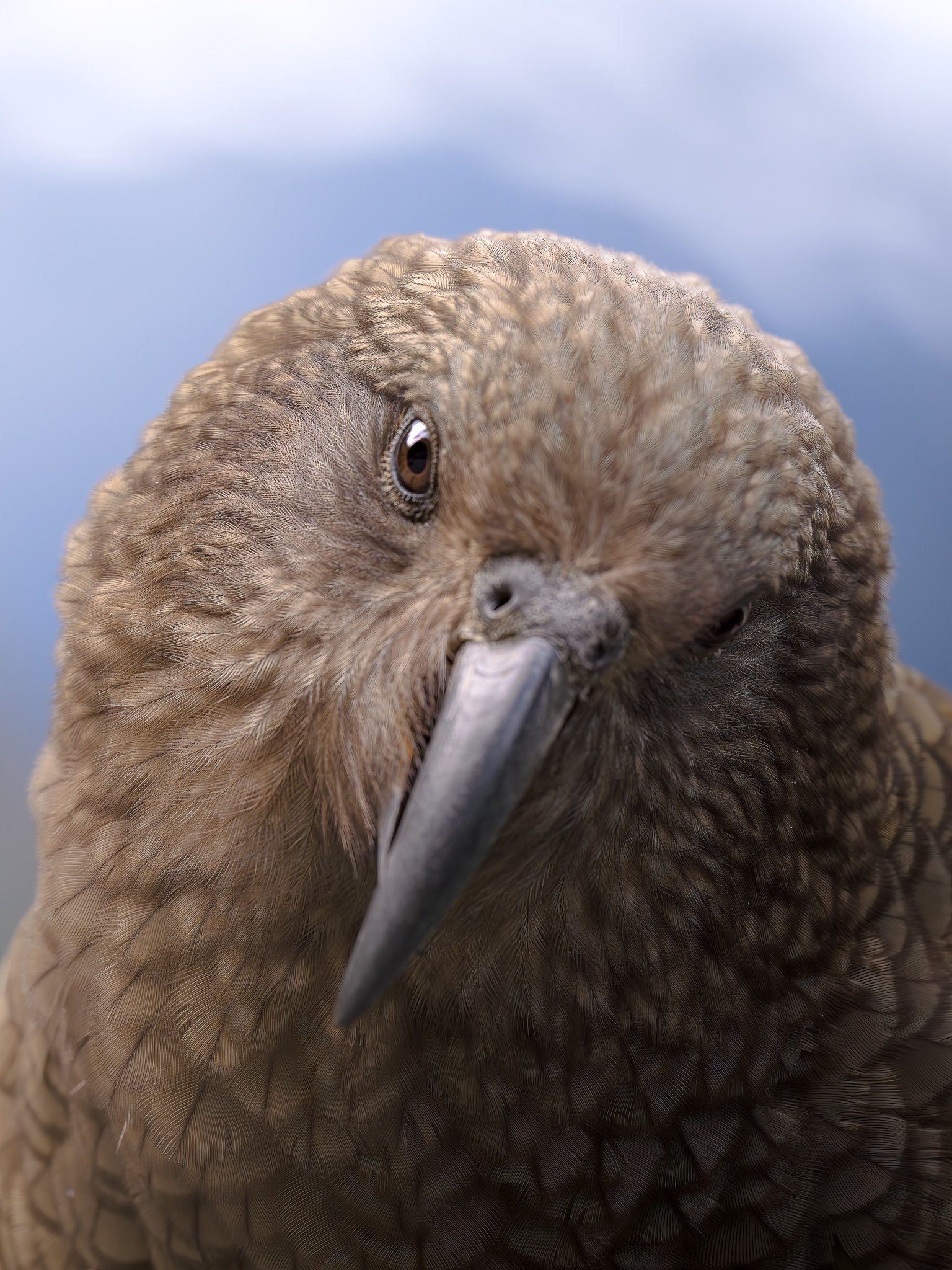 Close-up of a bird's face, showing its eye, beak, and detailed feathers.