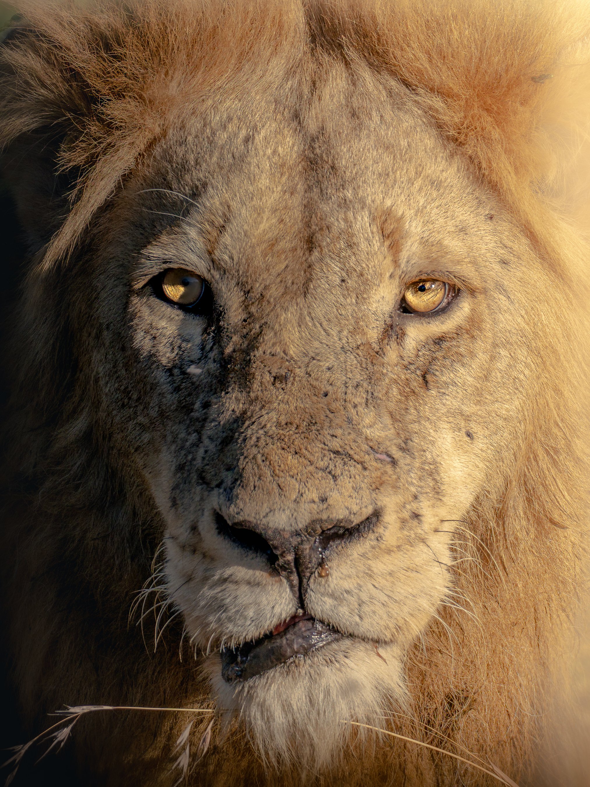 Close-up of a lion's face showing its eyes, nose, and mane.