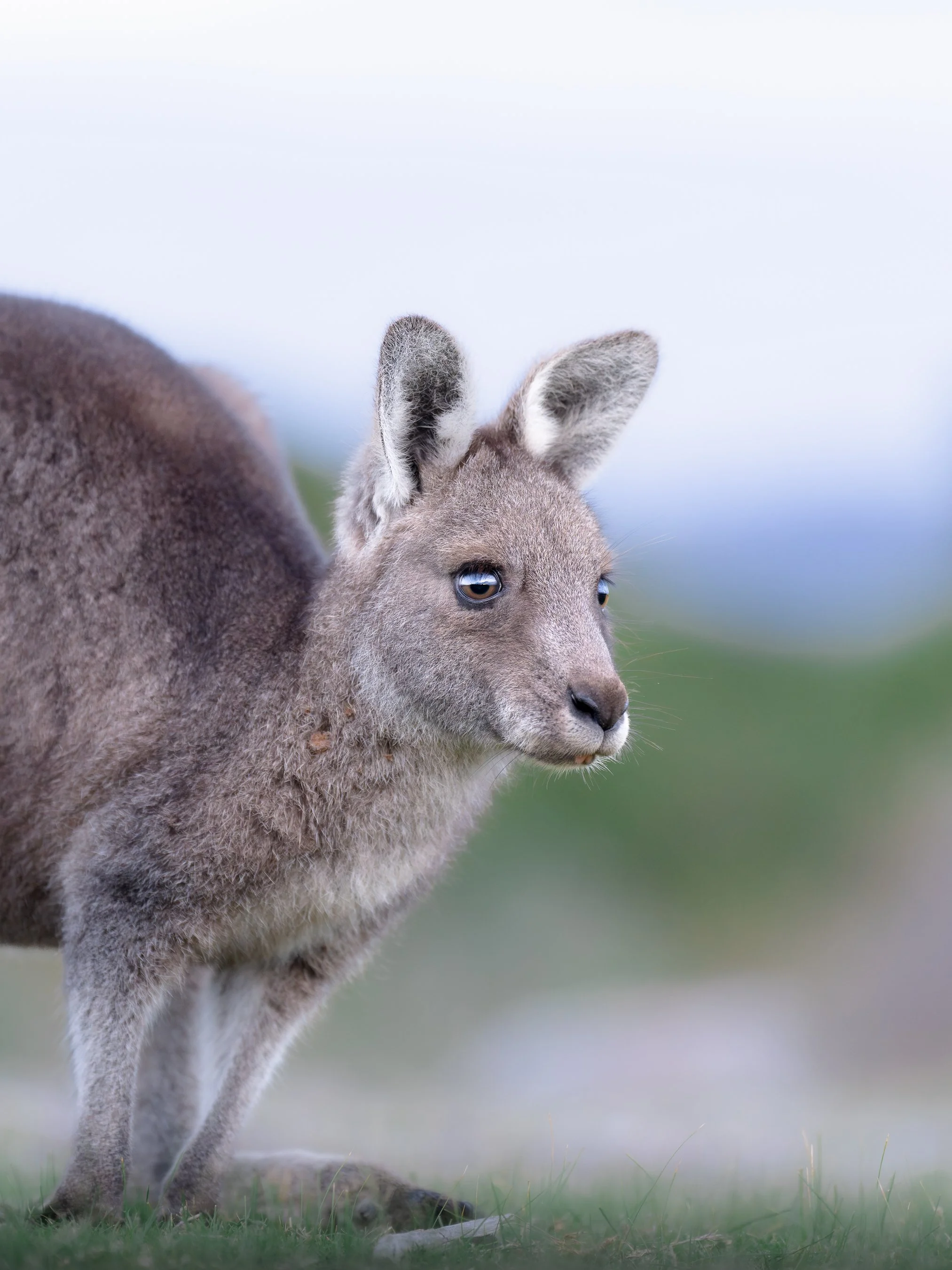 Close-up of a young kangaroo, also known as a joey, standing on a grassy field with a blurred natural background.