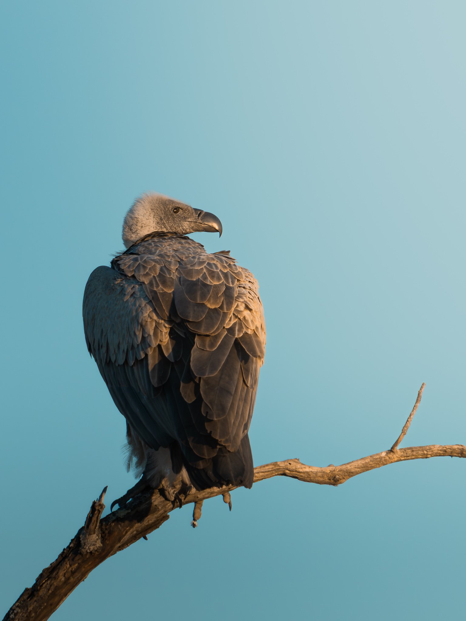 A vulture perched on a tree branch against a clear blue sky.