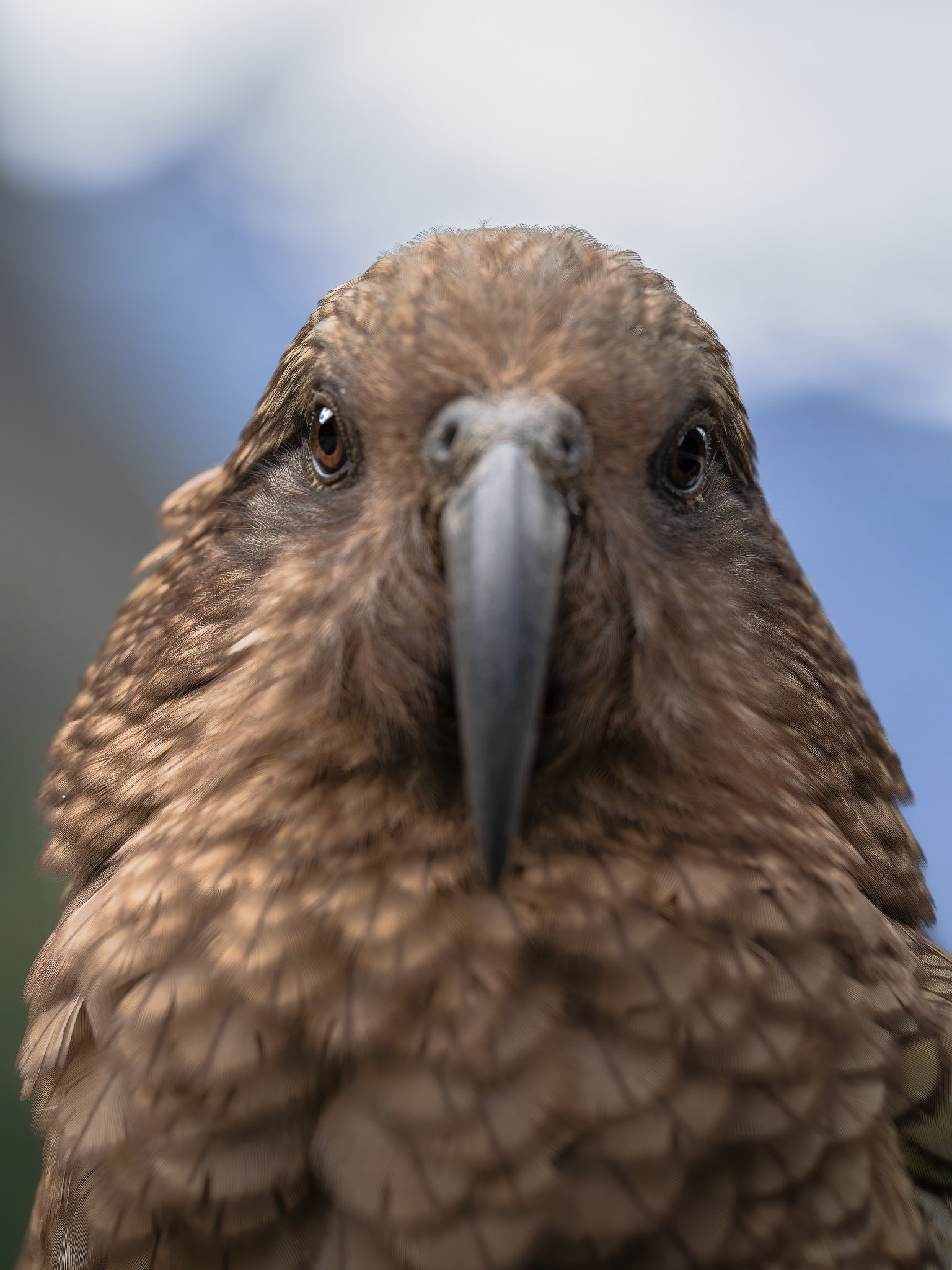 Close-up of a bird's face, showing brown feathers, large dark eyes, and a pointed beak, with a blurred background.
