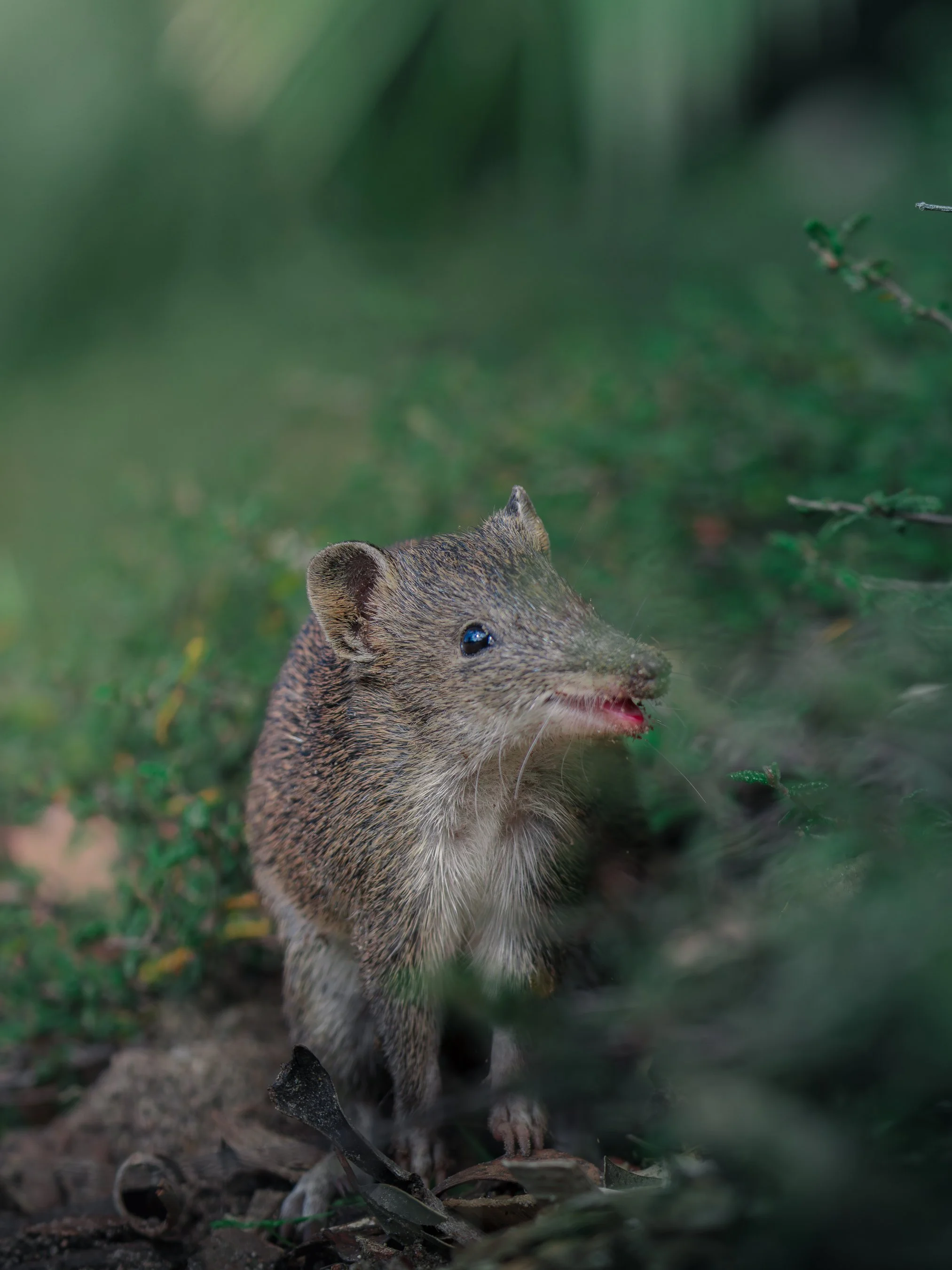A small mammal, likely a mongoose, emerging from a jungle or forest environment with greenery and dirt ground, with only its head and part of its body visible.