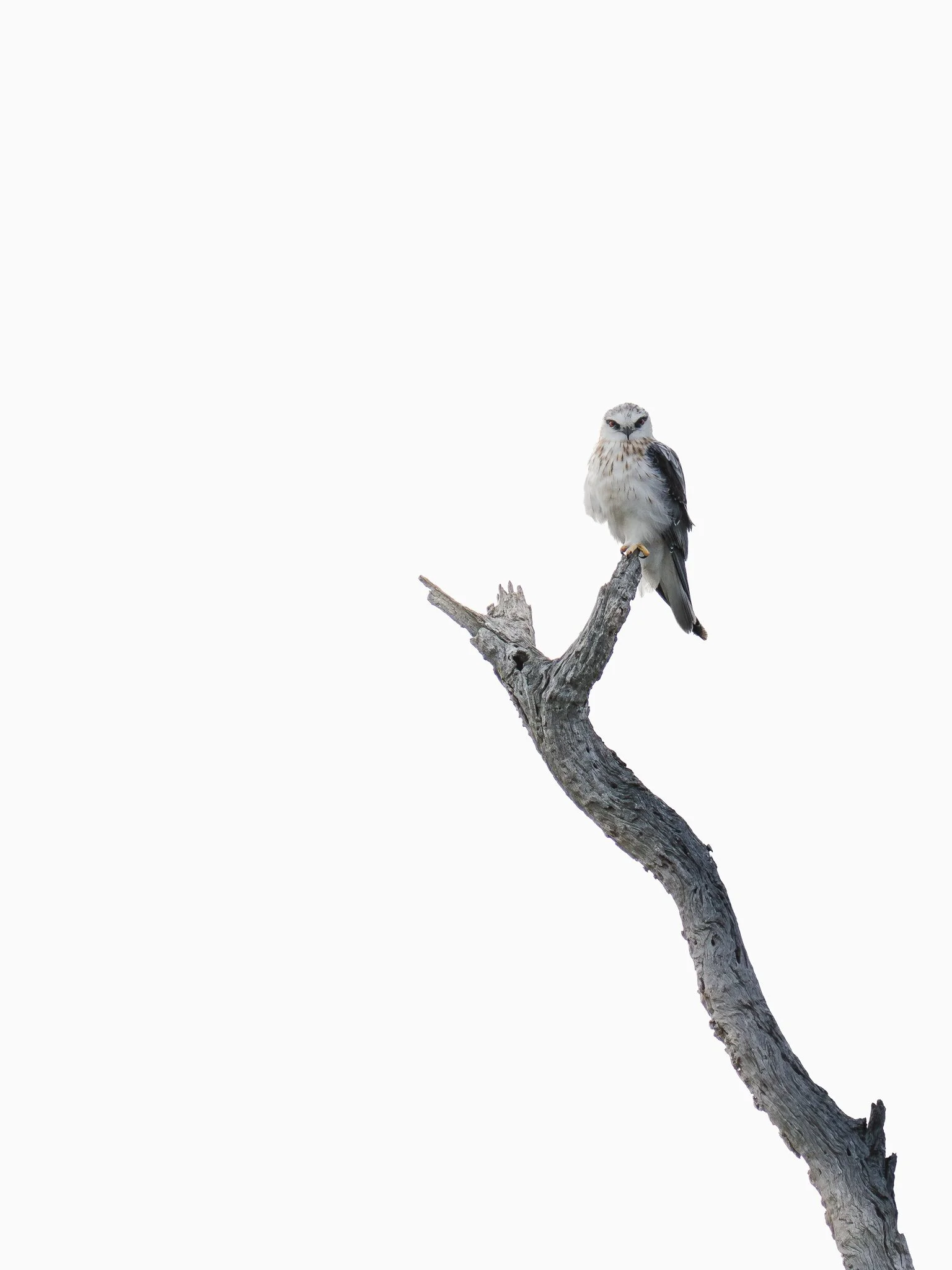 A bird perched on a bare, twisted tree branch against a white background.