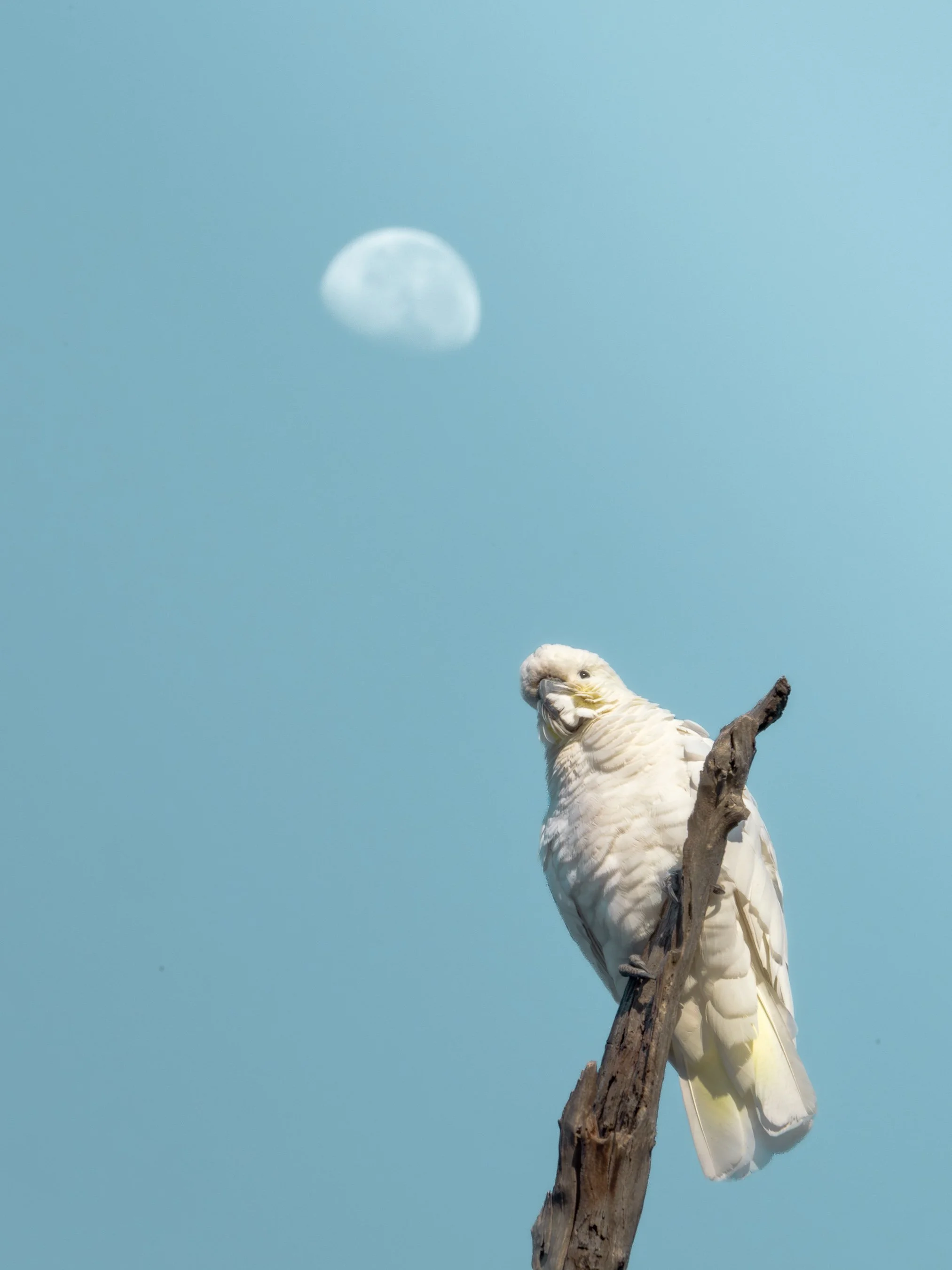 A white cockatoo sitting on a branch of a tree, with a clear blue sky and the moon visible in the background.