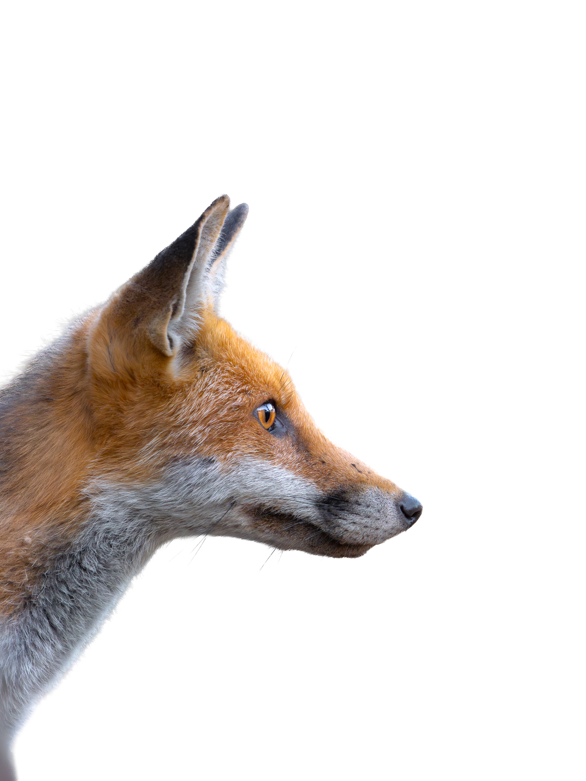 Close-up side profile of a fox with orange and gray fur, set against a white background.