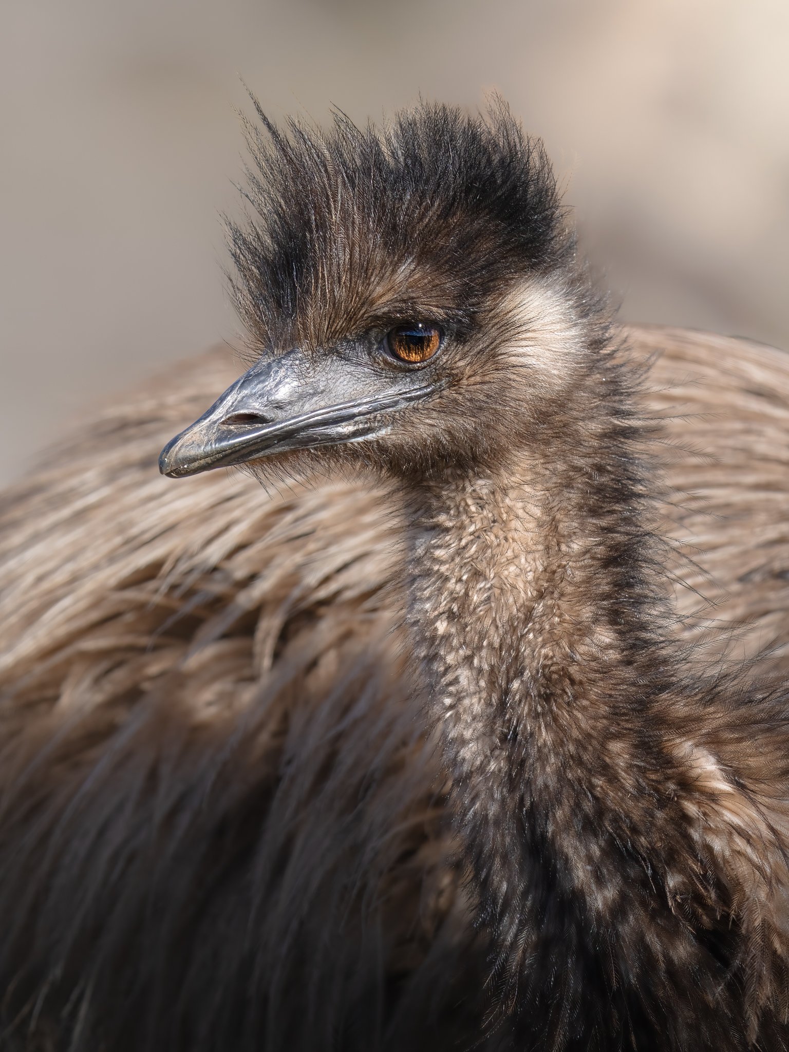 Close-up of a bird's face with brown feathers, a dark crest on top of its head, a sharp beak, and brown eye.