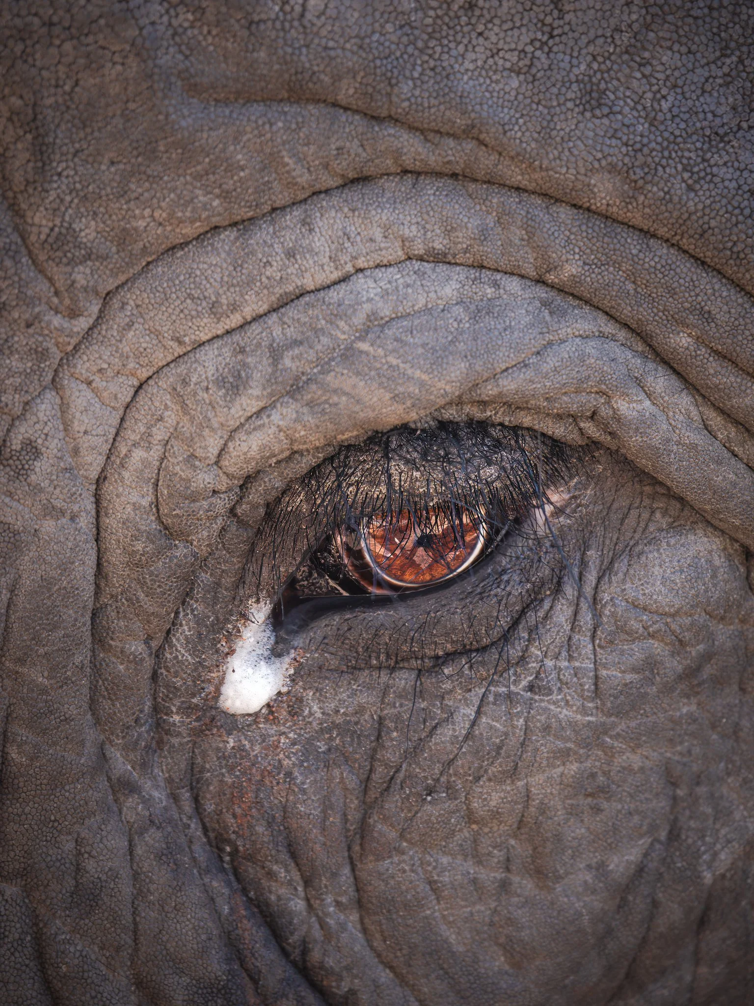 Close-up of a wrinkled elephant's eye with textured skin and sparse eyelashes.